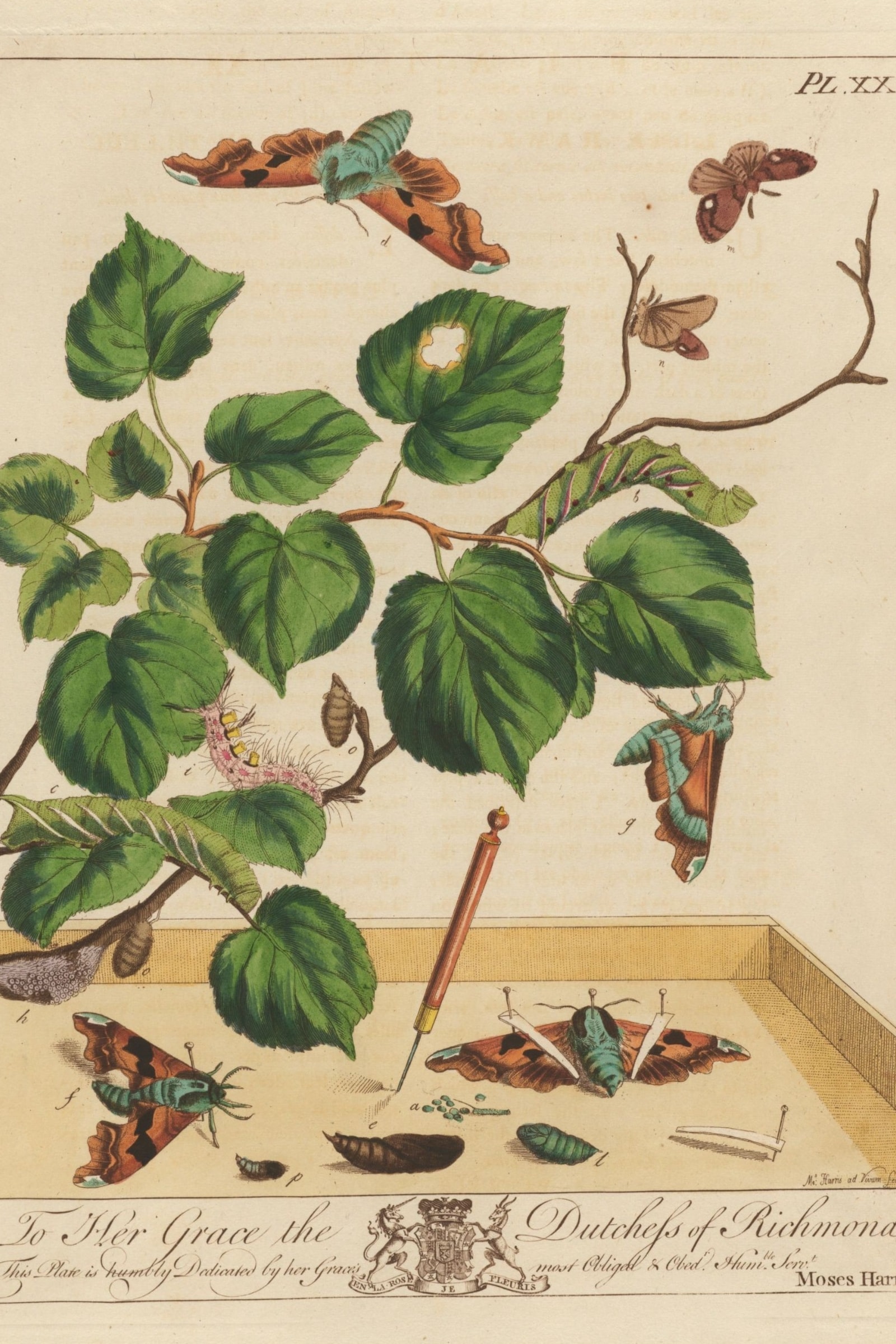 Emperor and Hawk Moths