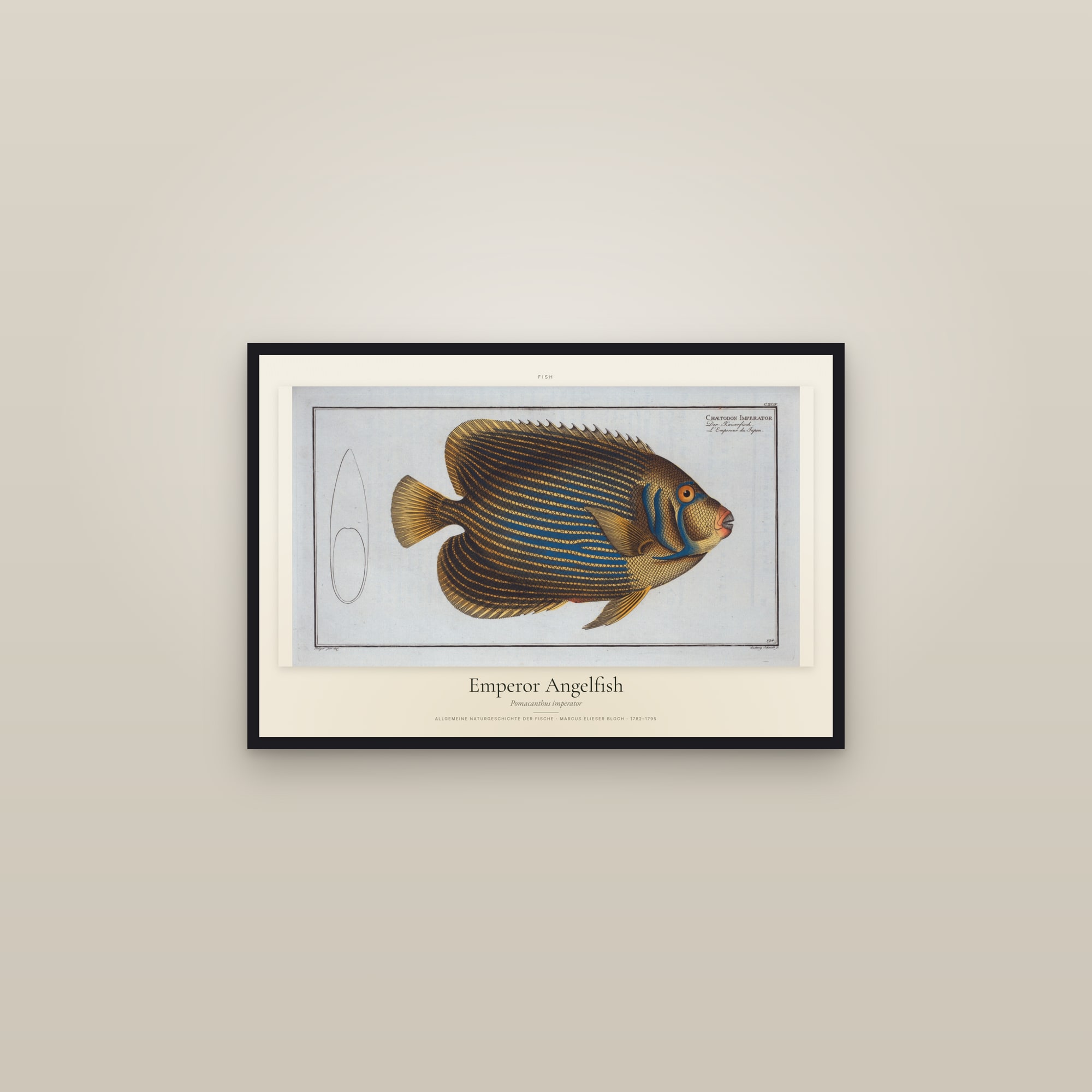 Emperor Angelfish — framed in a gallery setting