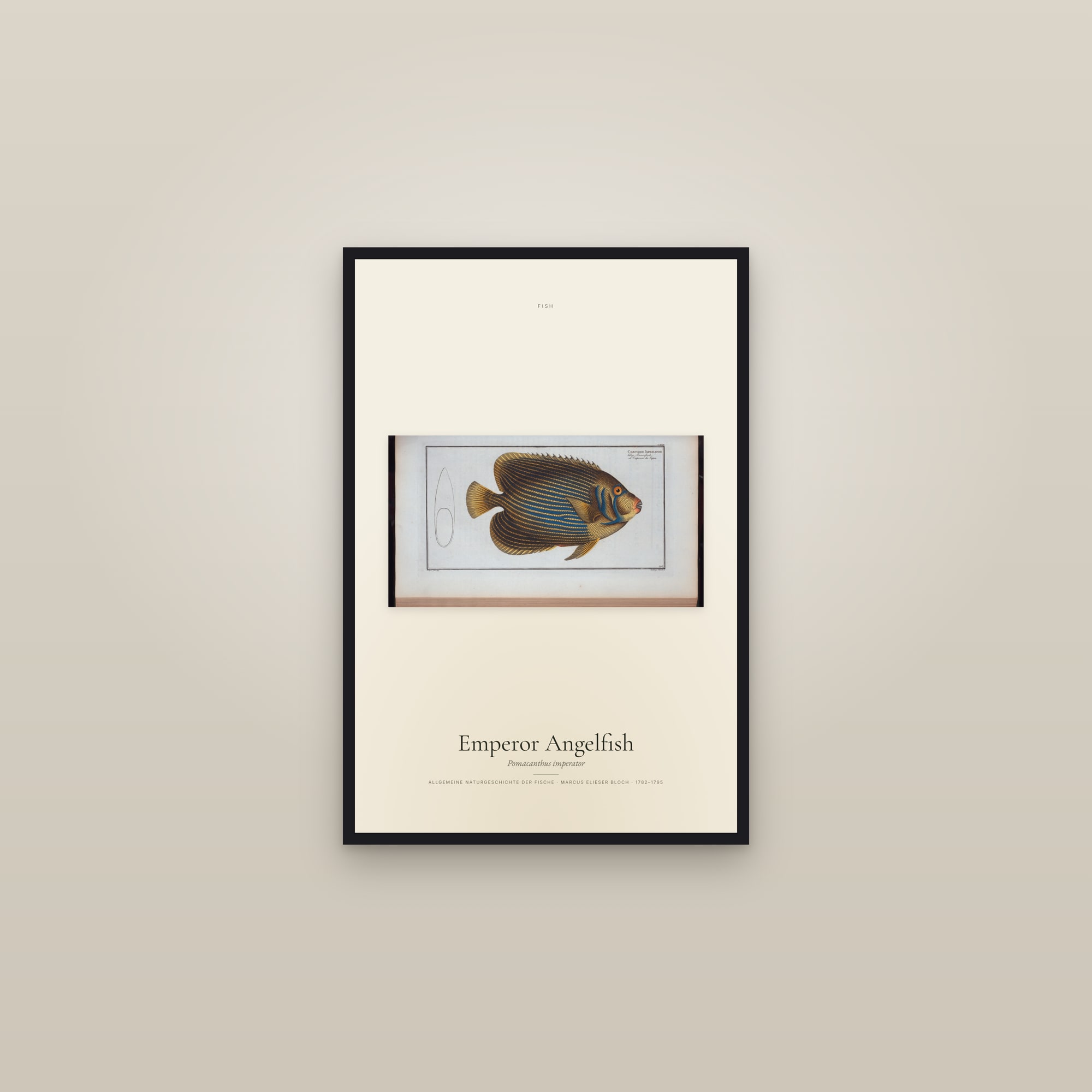 Emperor Angelfish