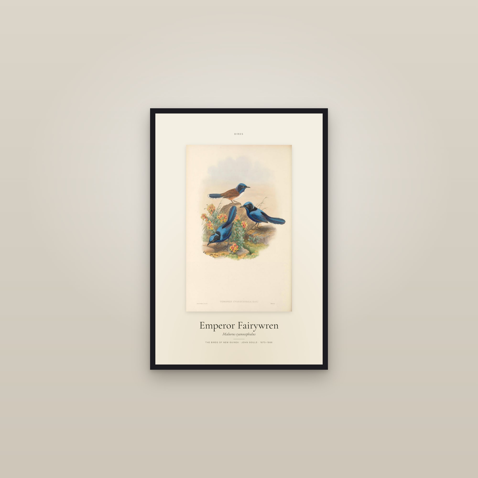 Emperor Fairywren — Specimen — framed in a gallery setting
