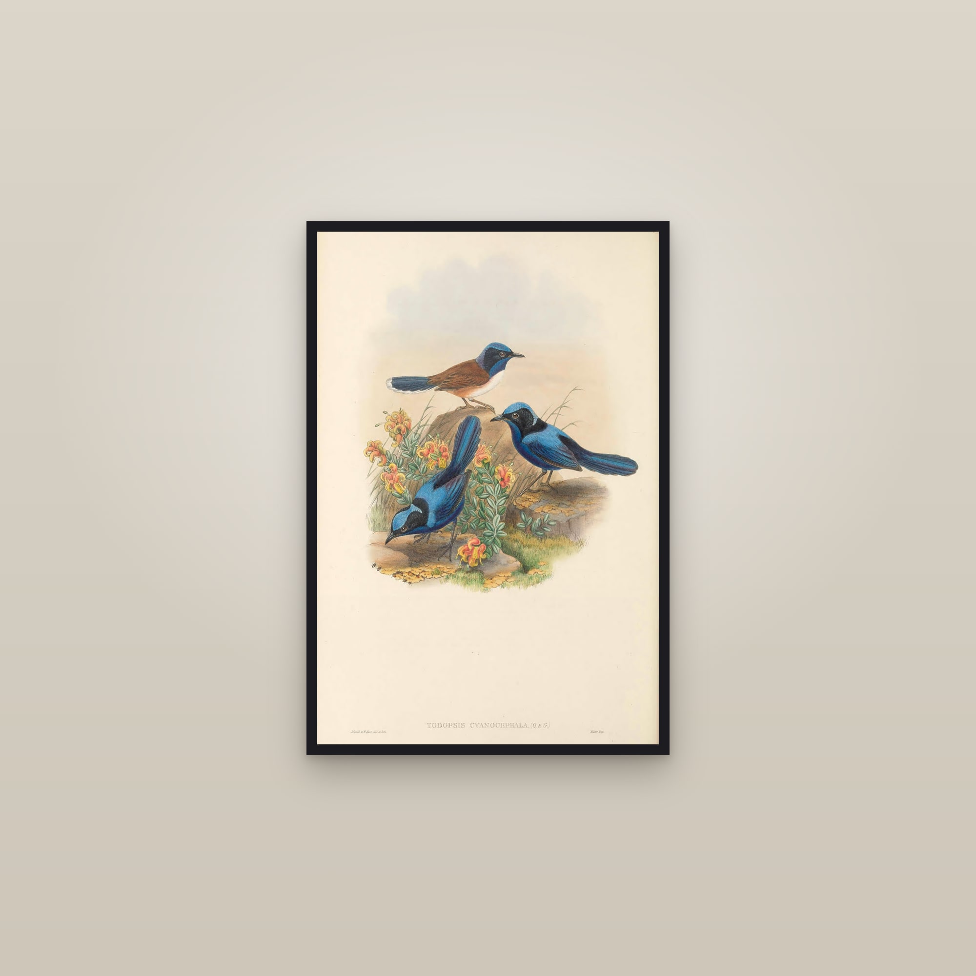Emperor Fairywren — framed in a gallery setting