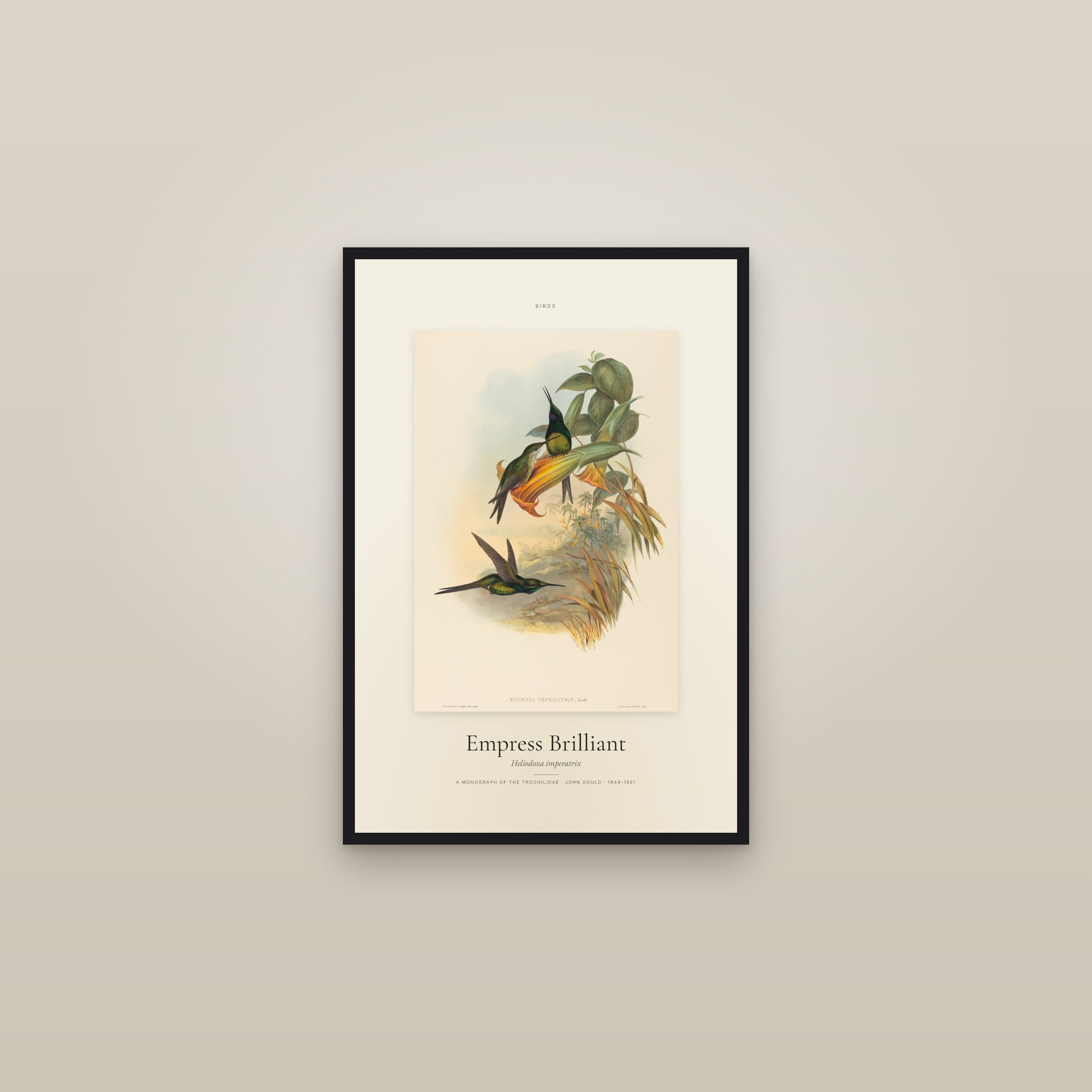Empress Brilliant — Specimen — framed in a gallery setting