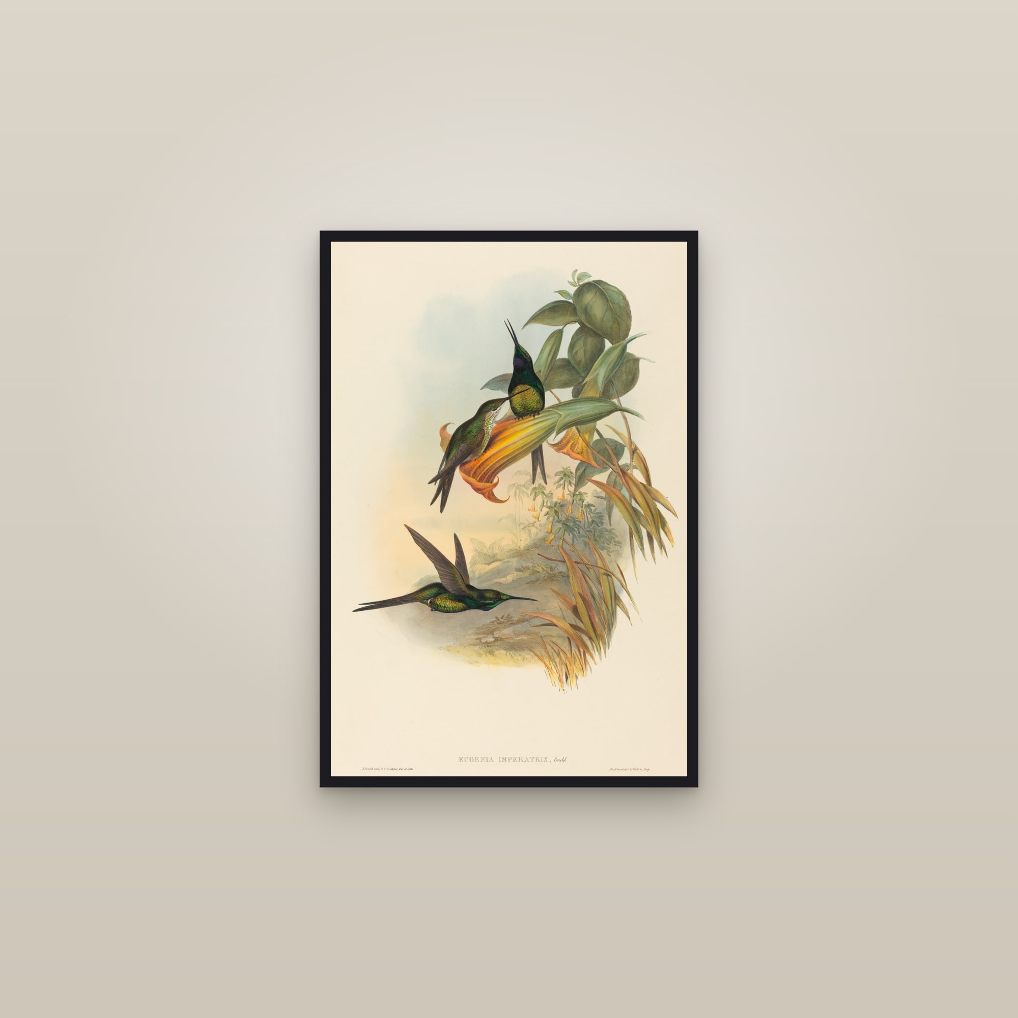 Empress Brilliant — framed in a gallery setting
