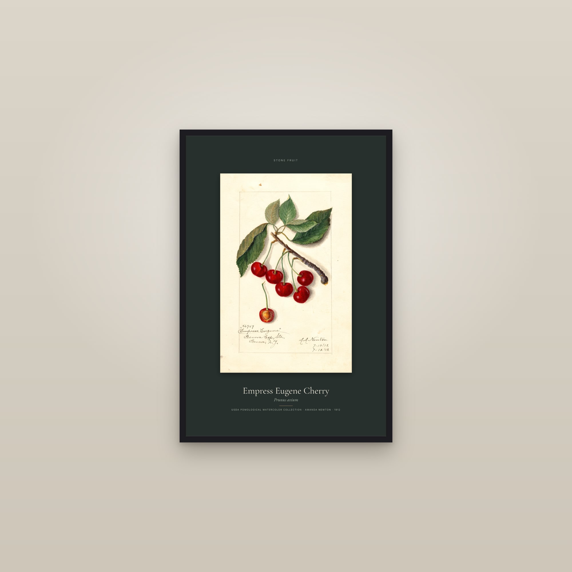 Empress Eugene Cherry — Specimen — framed in a gallery setting