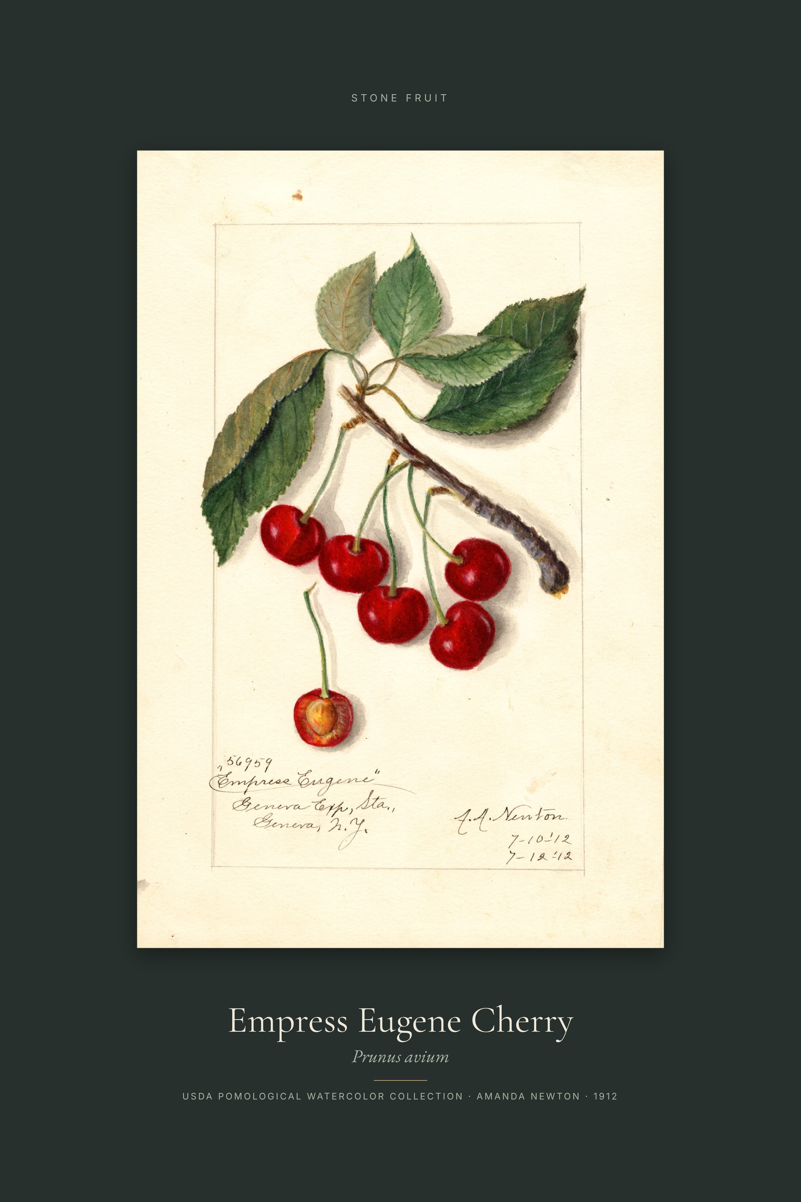 Empress Eugene Cherry — Specimen