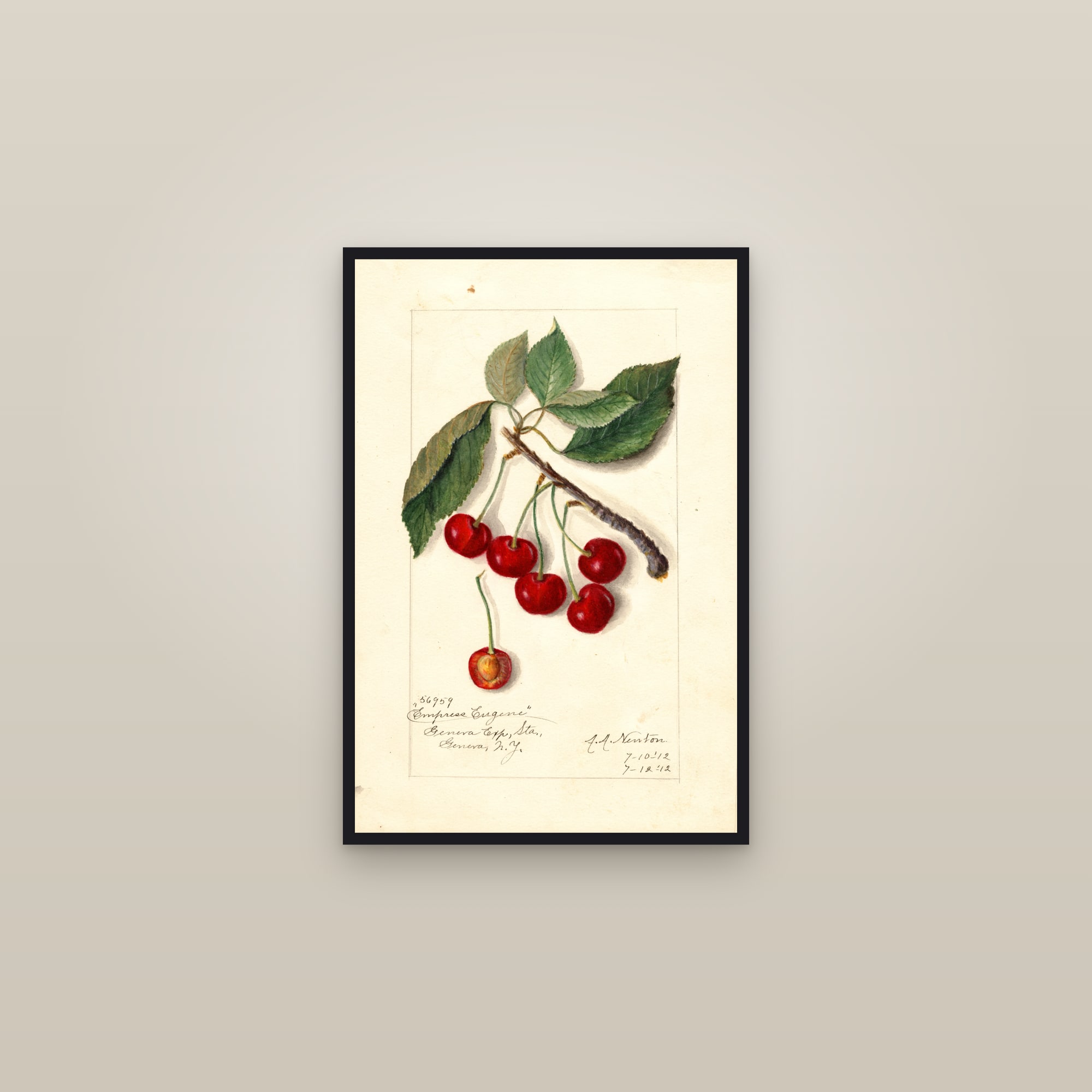 Empress Eugene Cherry — framed in a gallery setting