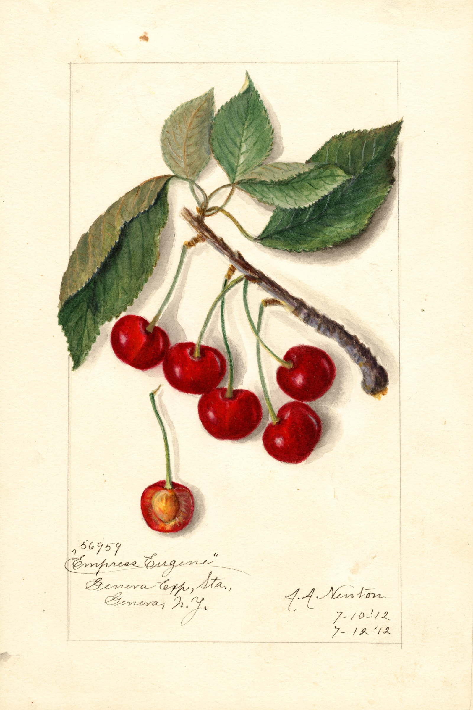 Empress Eugene Cherry