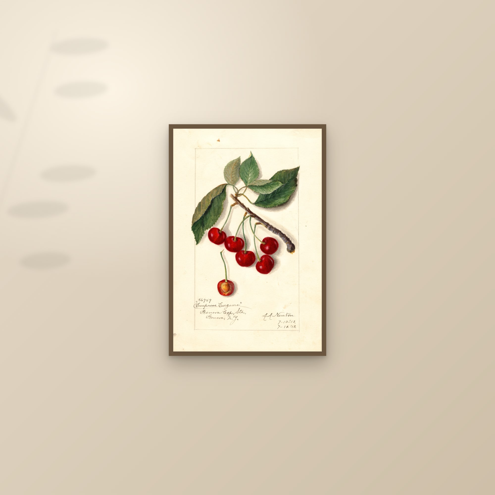 Empress Eugene Cherry — framed and styled on a sunlit wall
