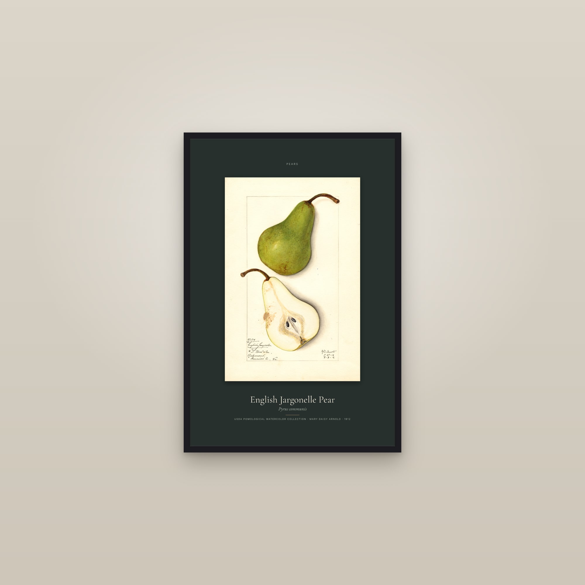 English Jargonelle Pear — Specimen — framed in a gallery setting