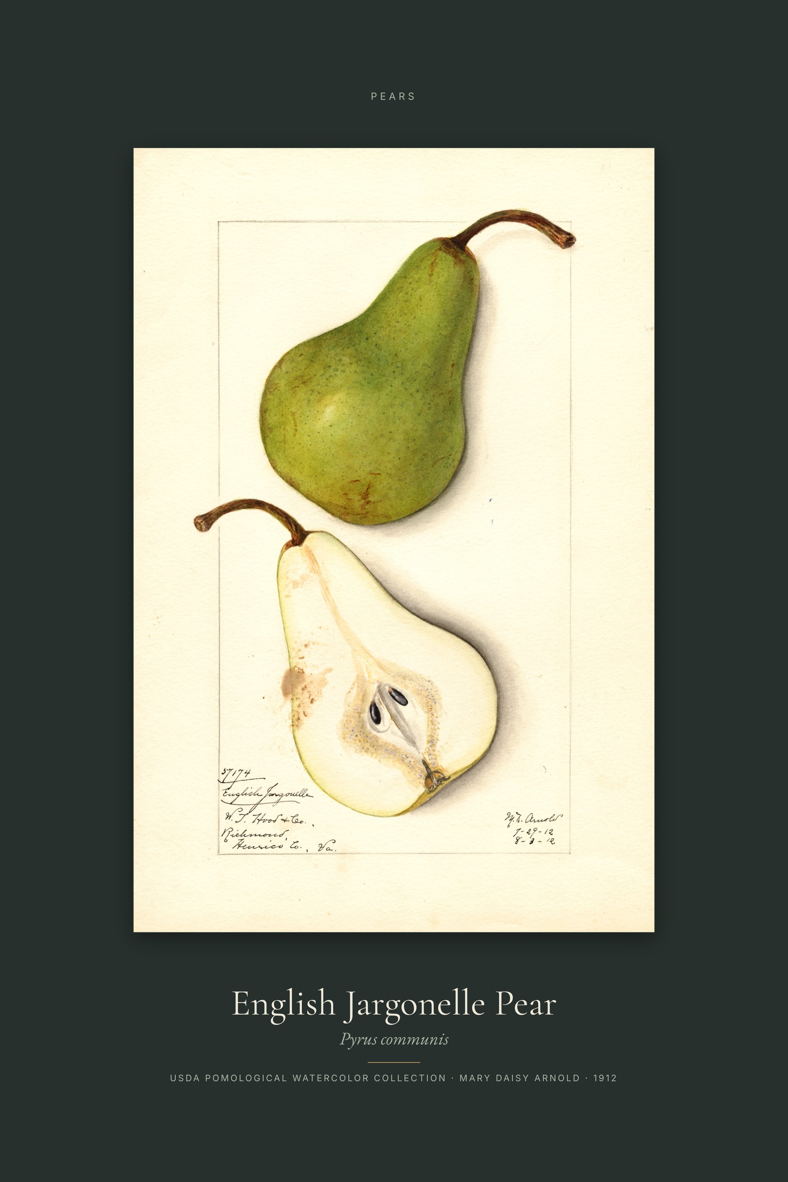 English Jargonelle Pear — Specimen