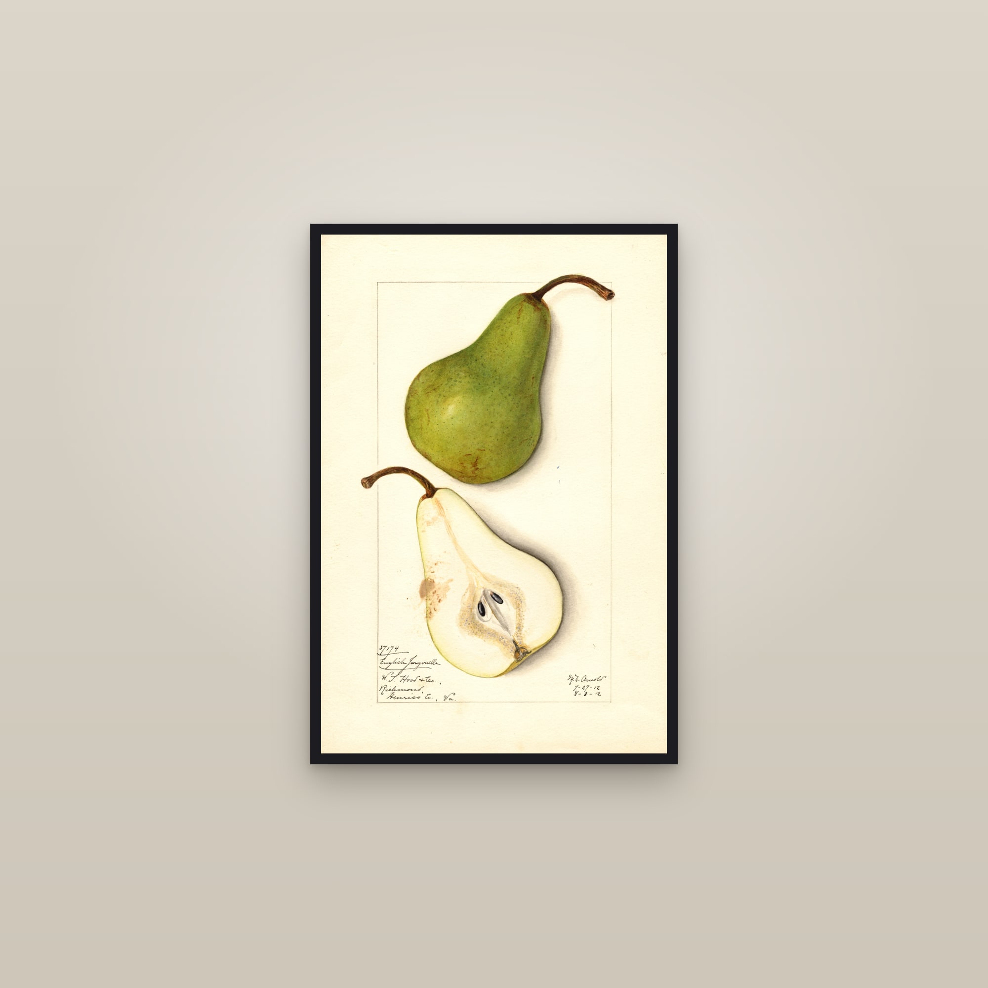 English Jargonelle Pear — framed in a gallery setting