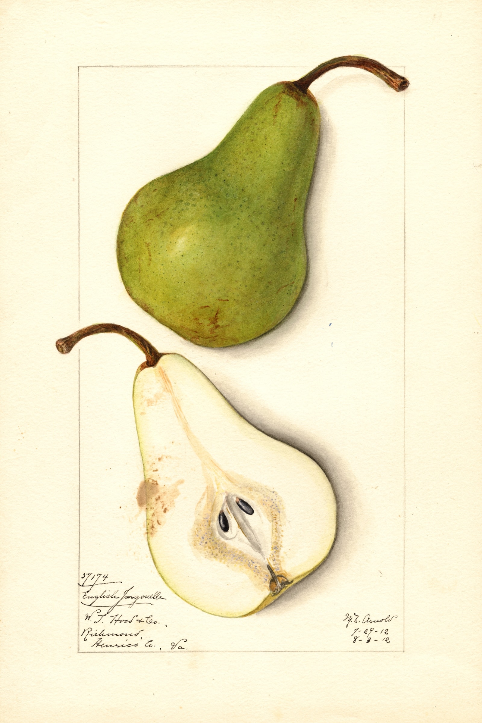 English Jargonelle Pear