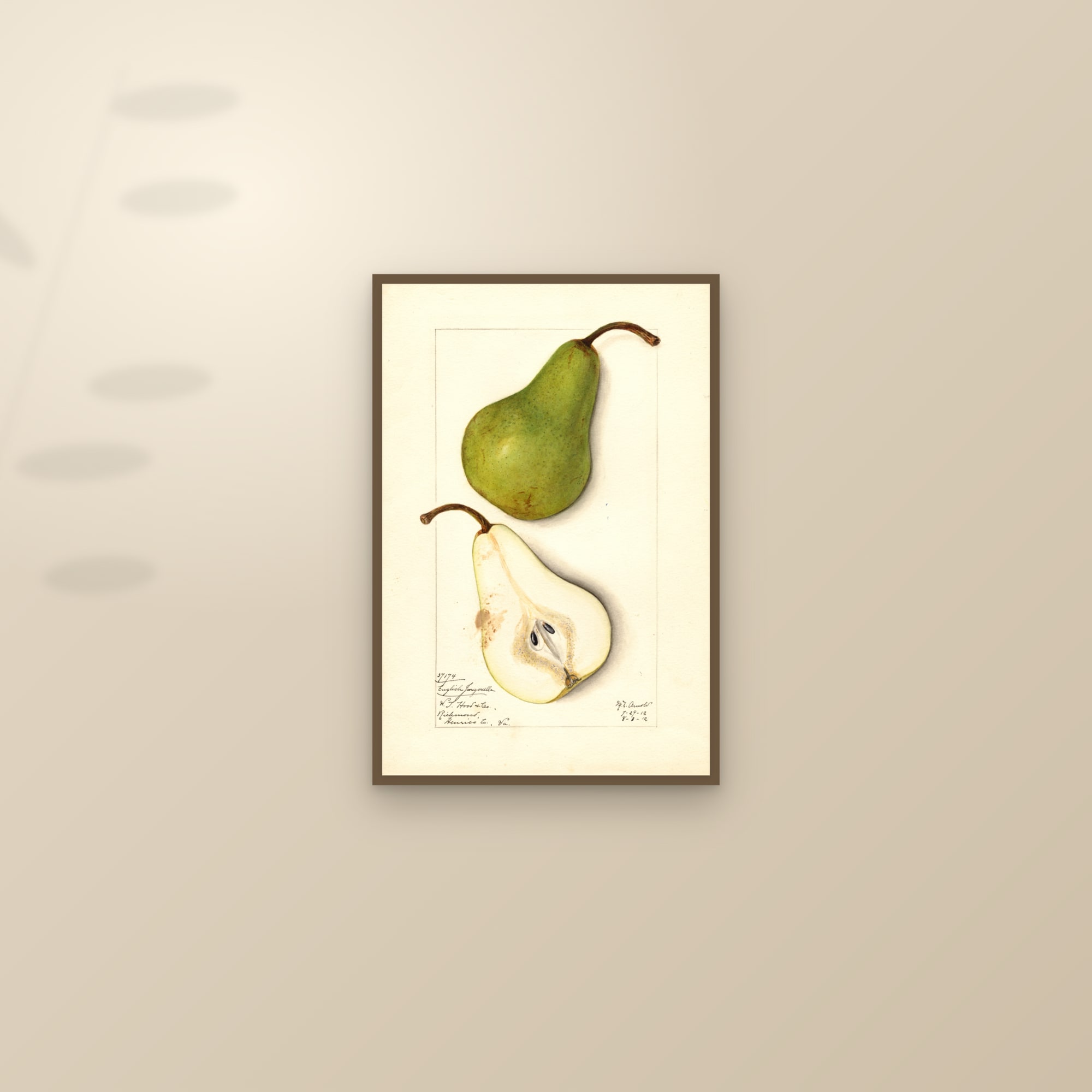 English Jargonelle Pear — framed and styled on a sunlit wall