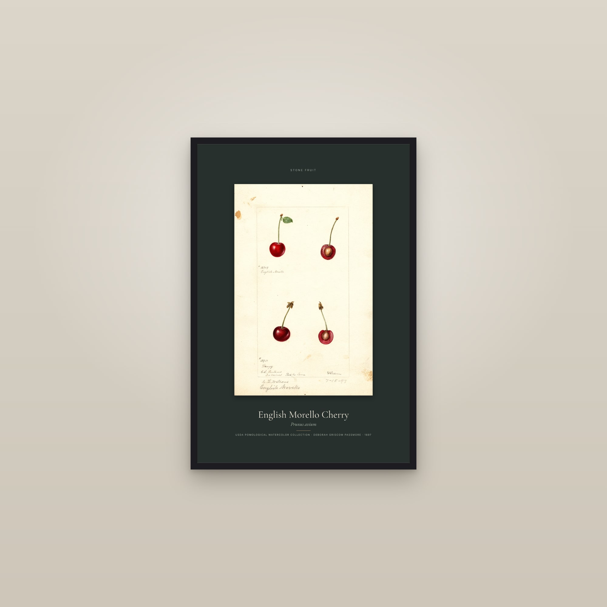 English Morello Cherry — Specimen — framed in a gallery setting