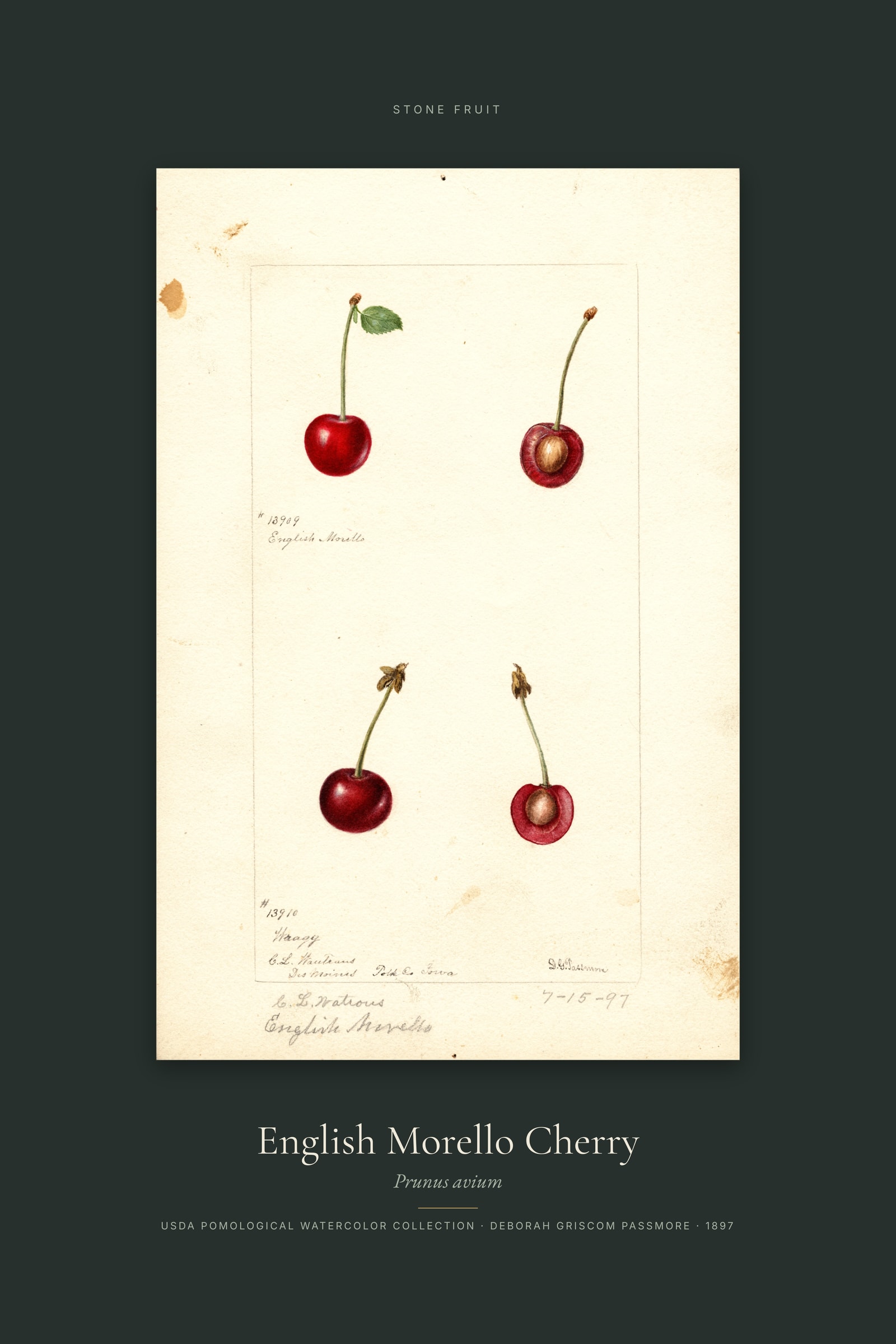 English Morello Cherry — Specimen