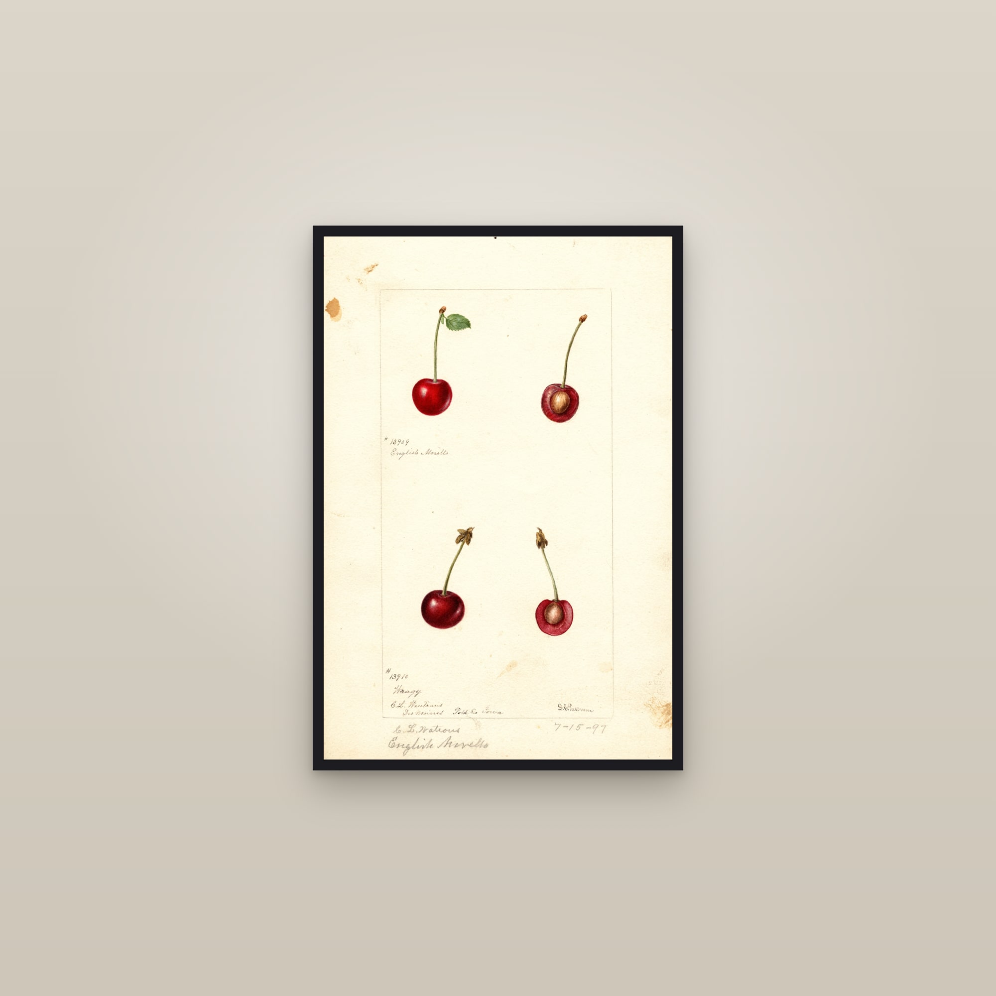 English Morello Cherry — framed in a gallery setting