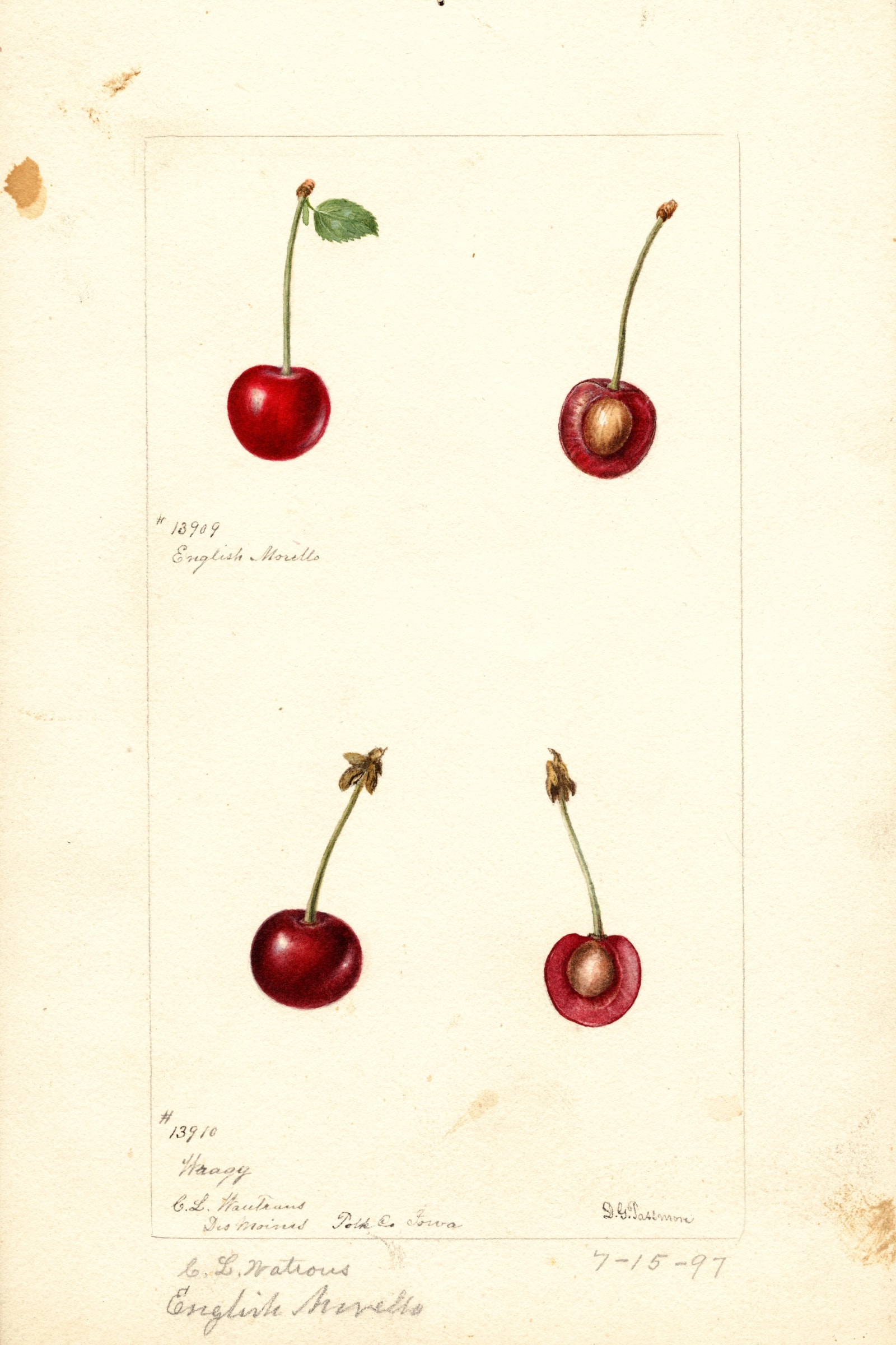 English Morello Cherry
