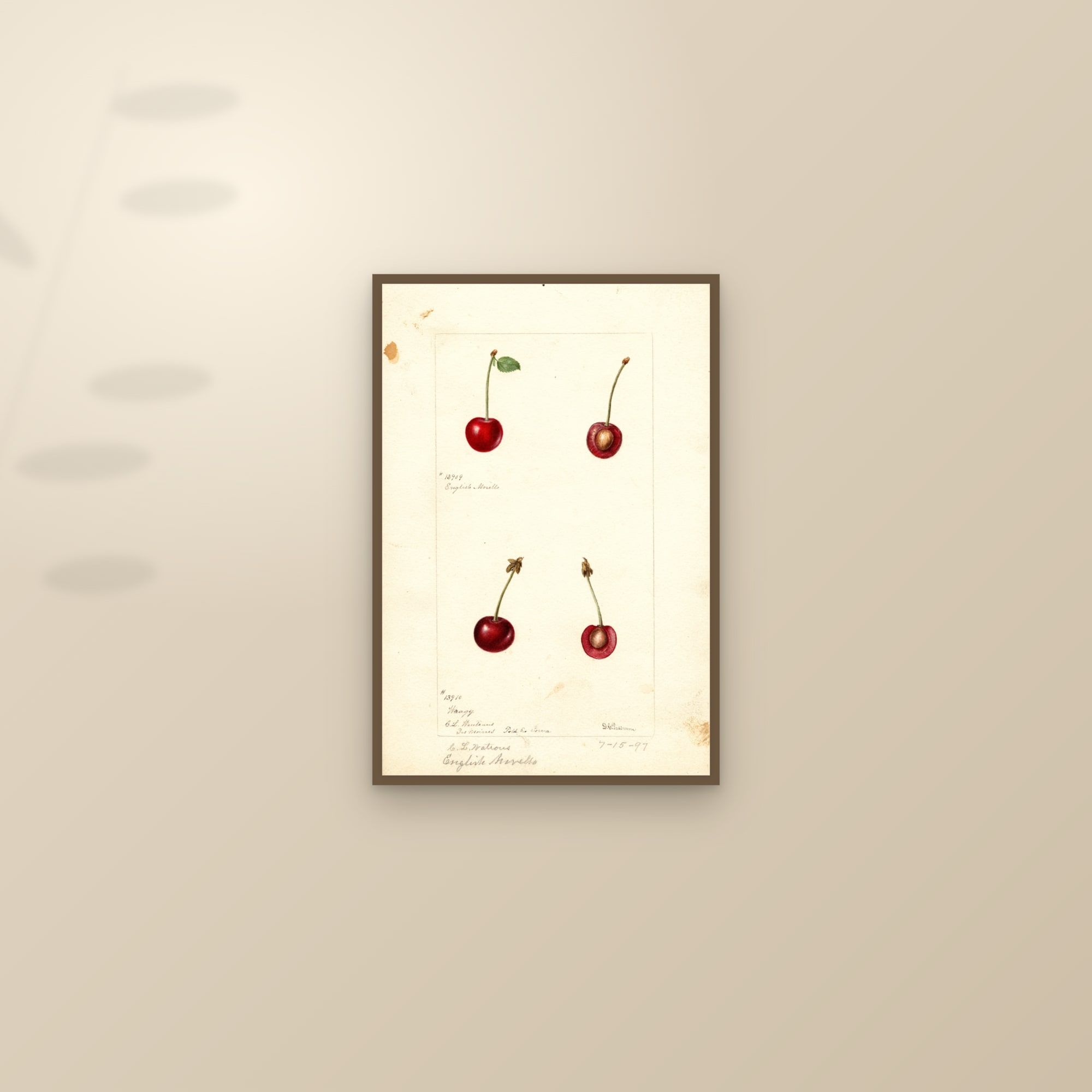 English Morello Cherry — framed and styled on a sunlit wall