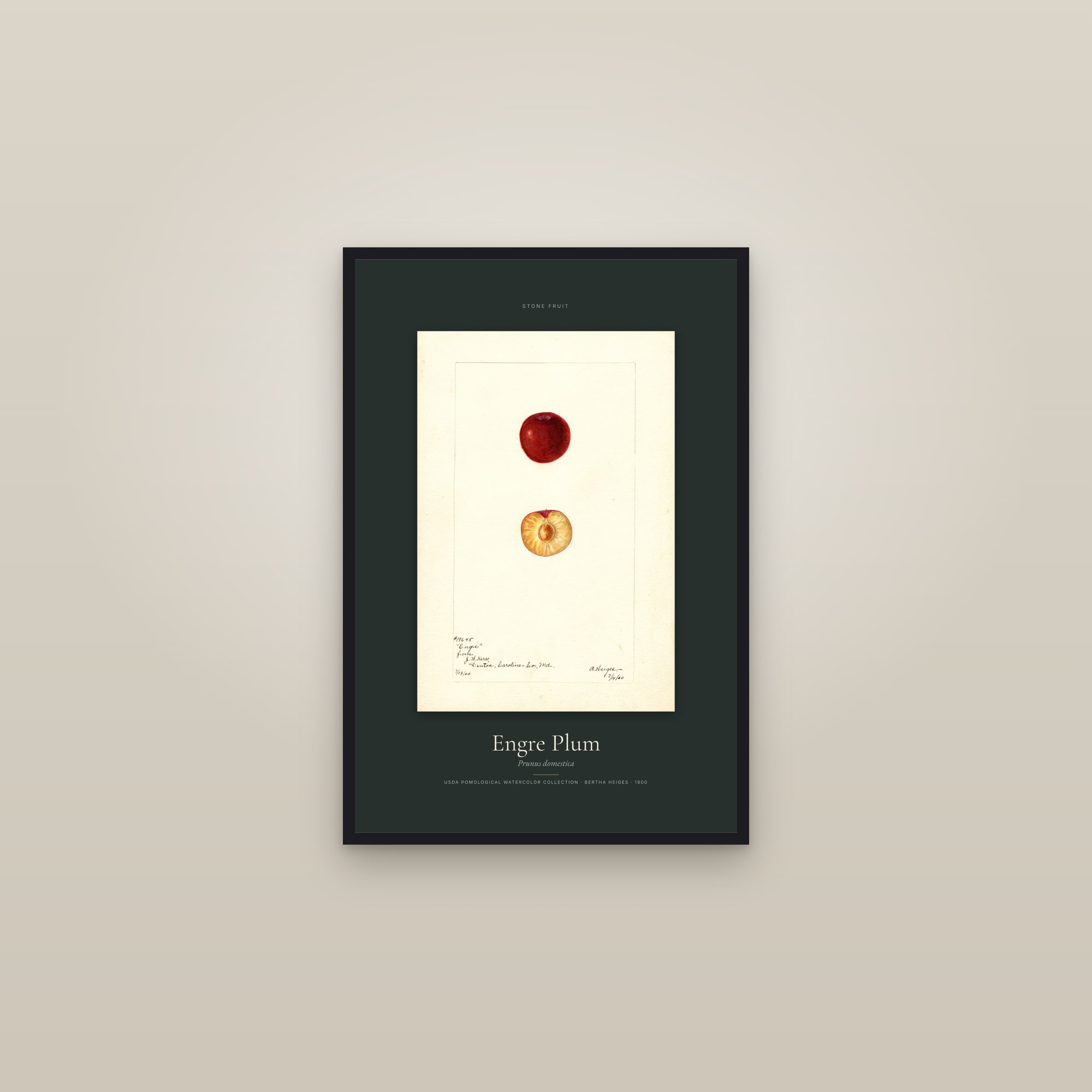 Engre Plum — Specimen — framed in a gallery setting