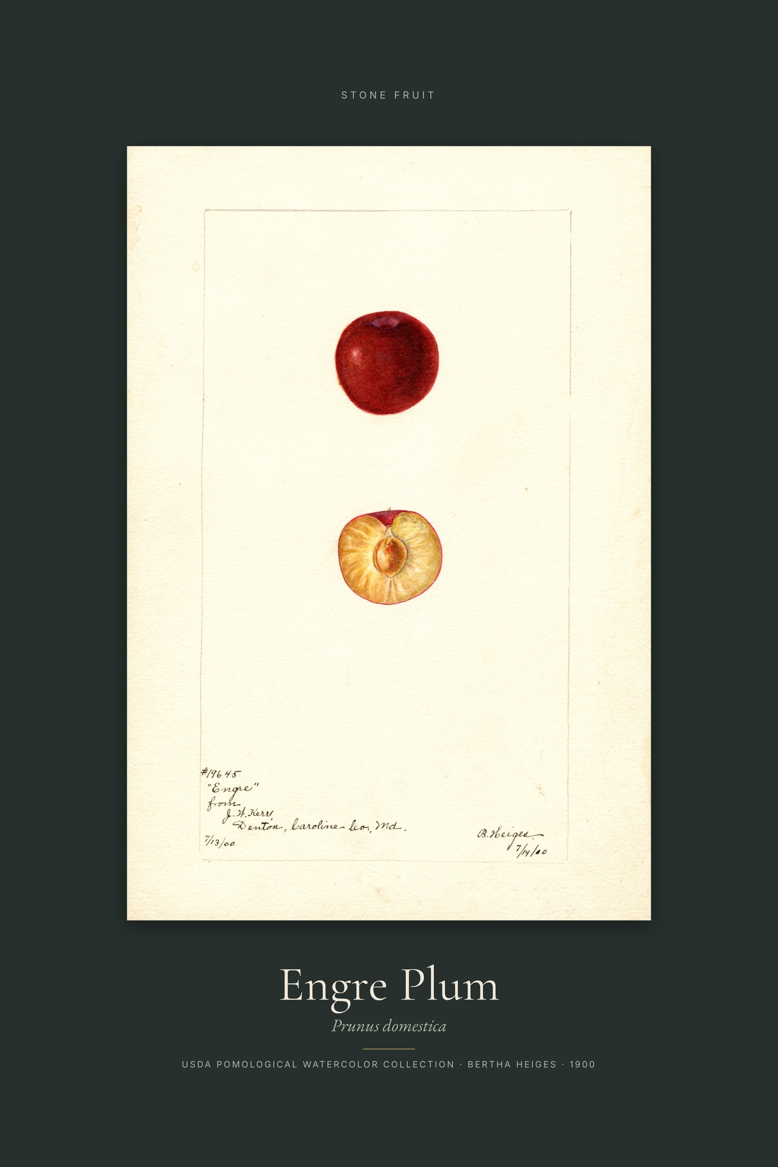 Engre Plum — Specimen