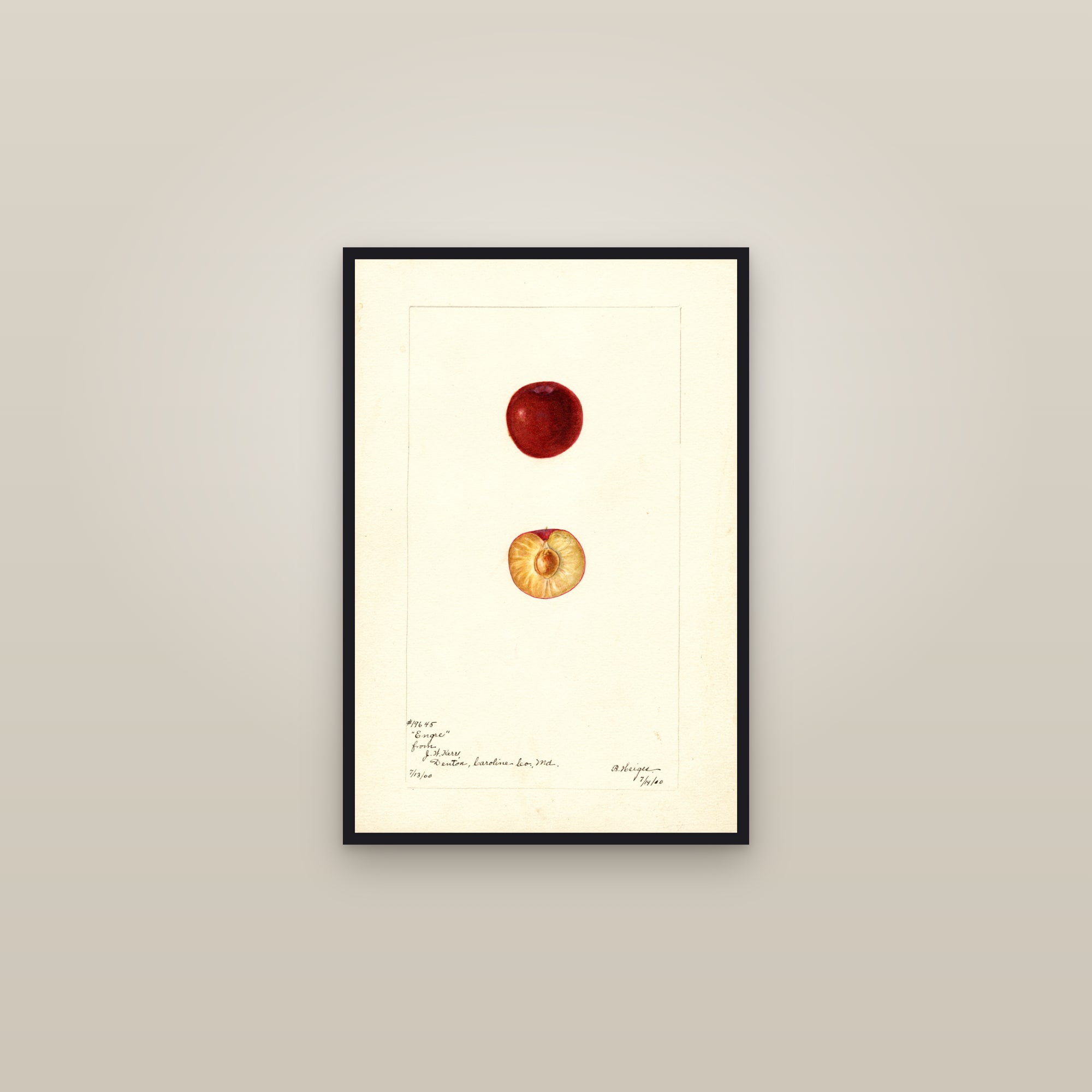 Engre Plum — framed in a gallery setting