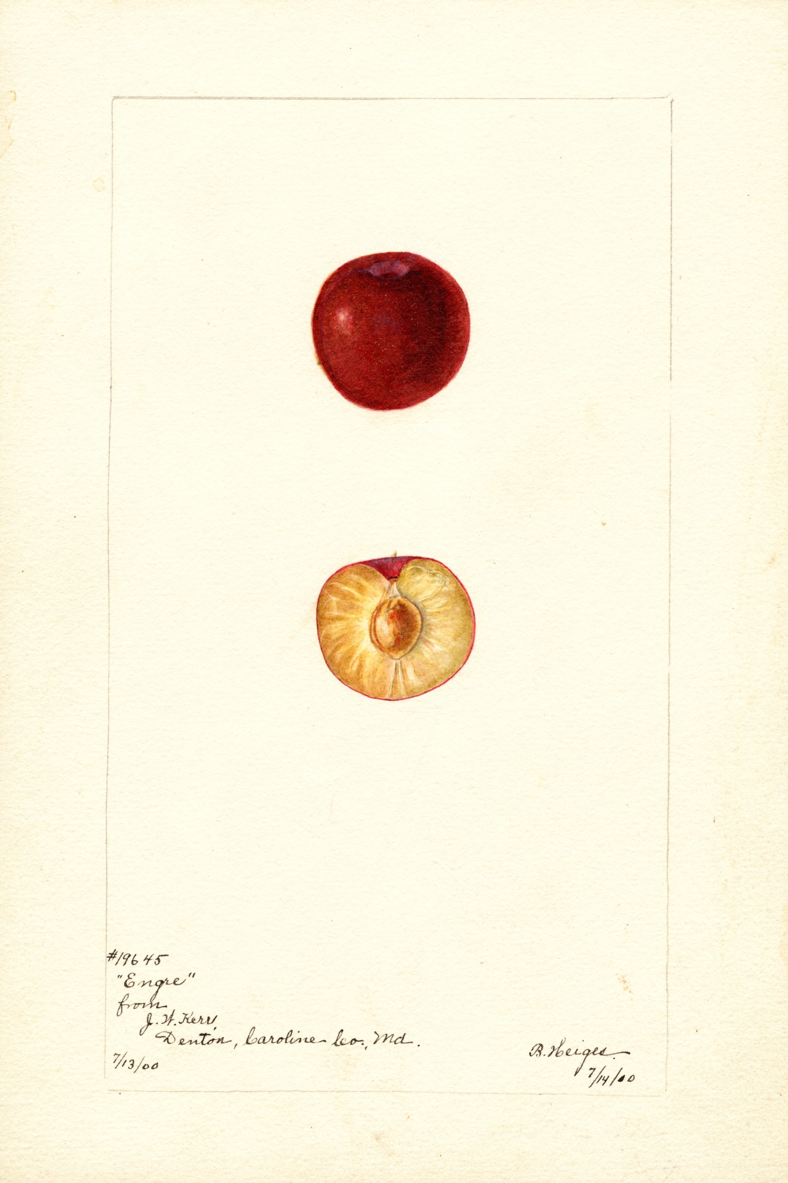 Engre Plum