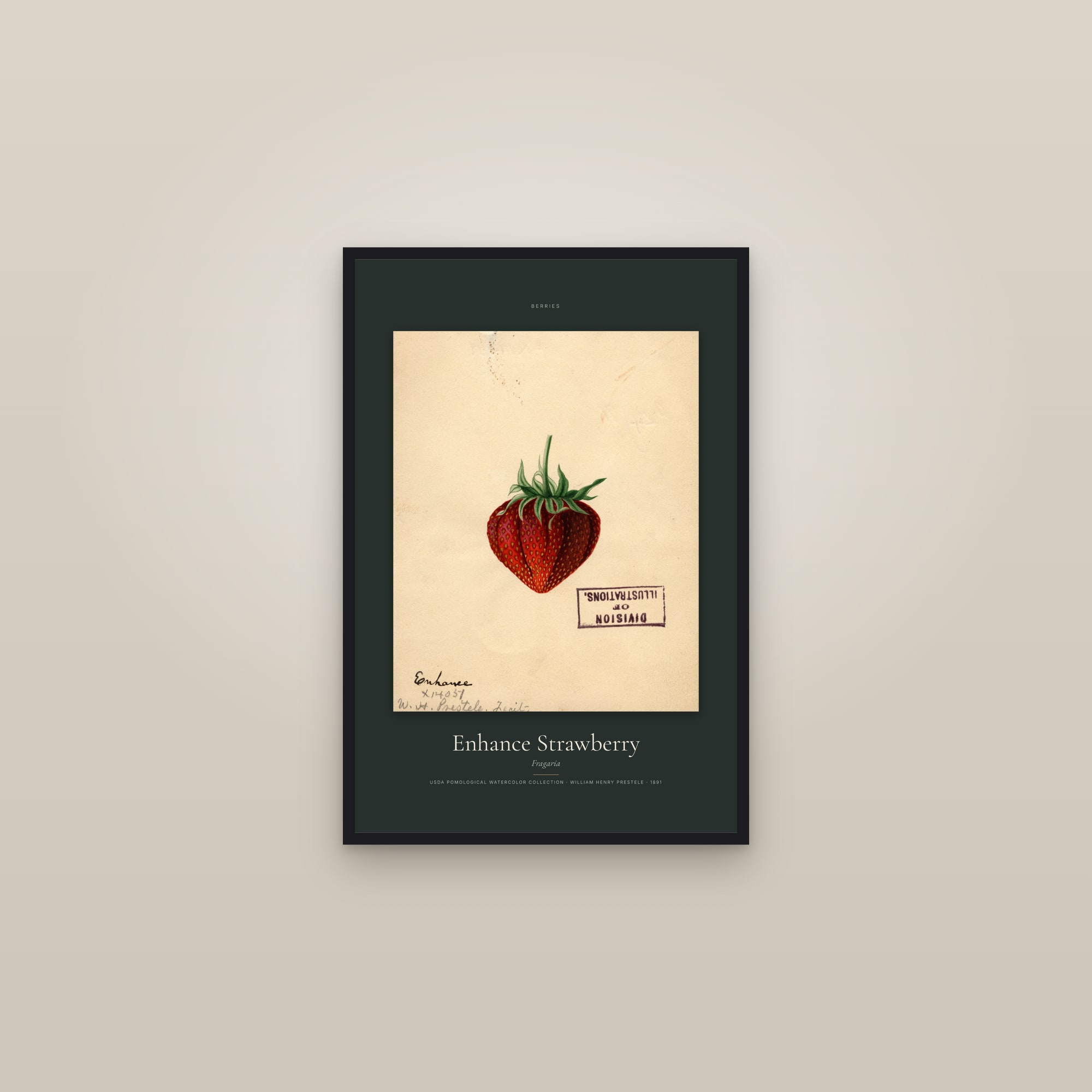 Enhance Strawberry — Specimen — framed in a gallery setting