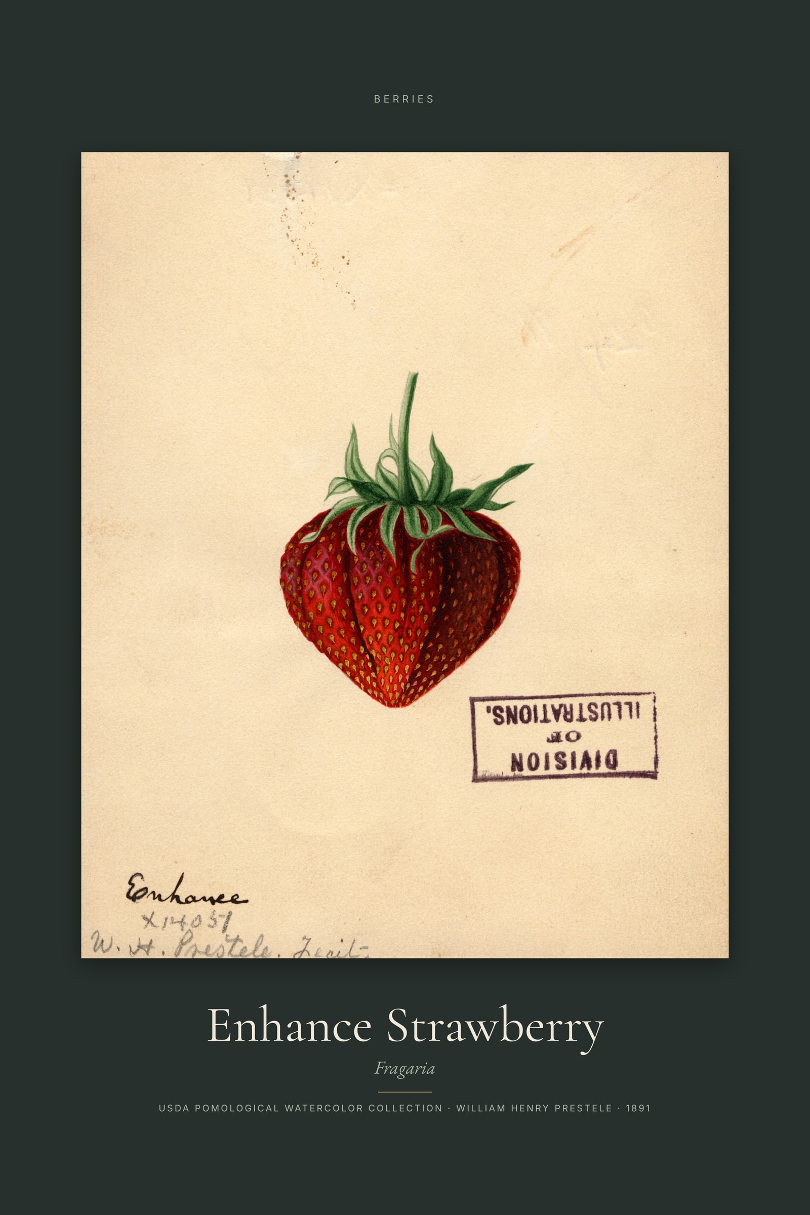 Enhance Strawberry — Specimen