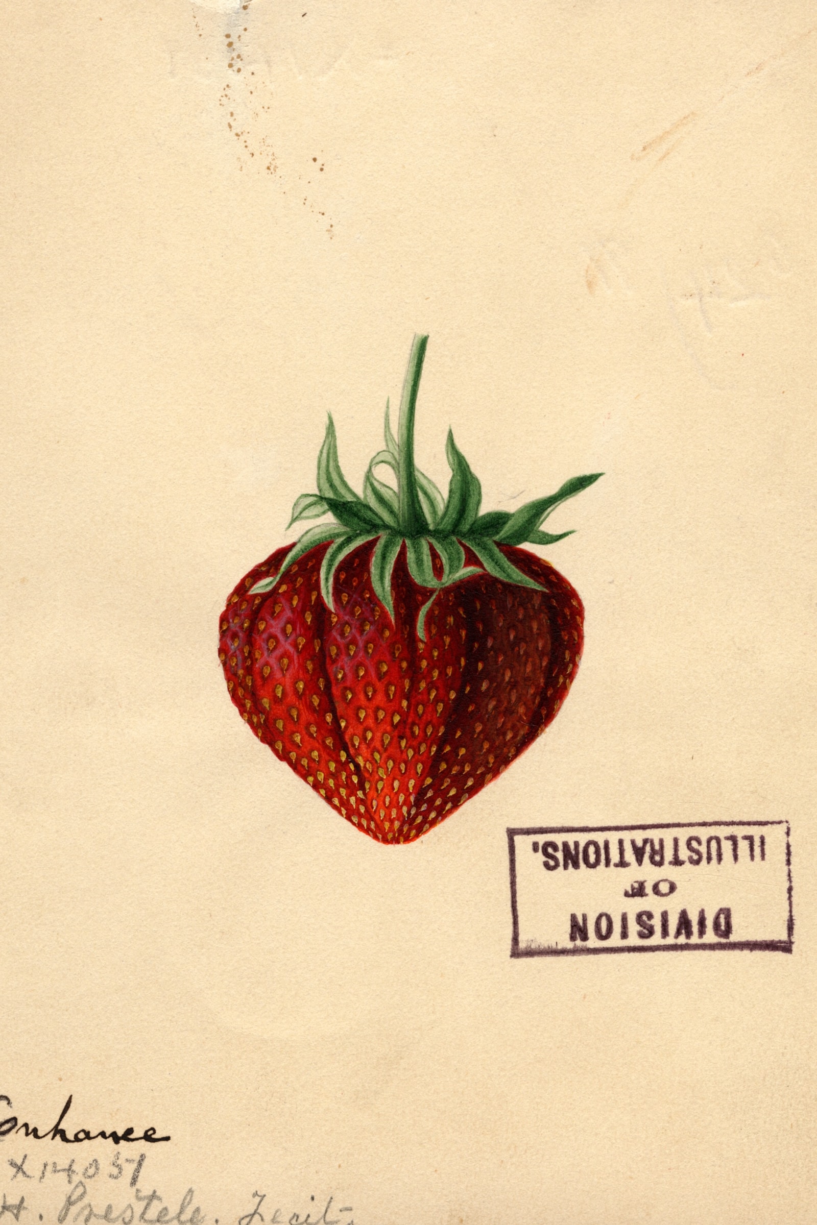 Enhance Strawberry