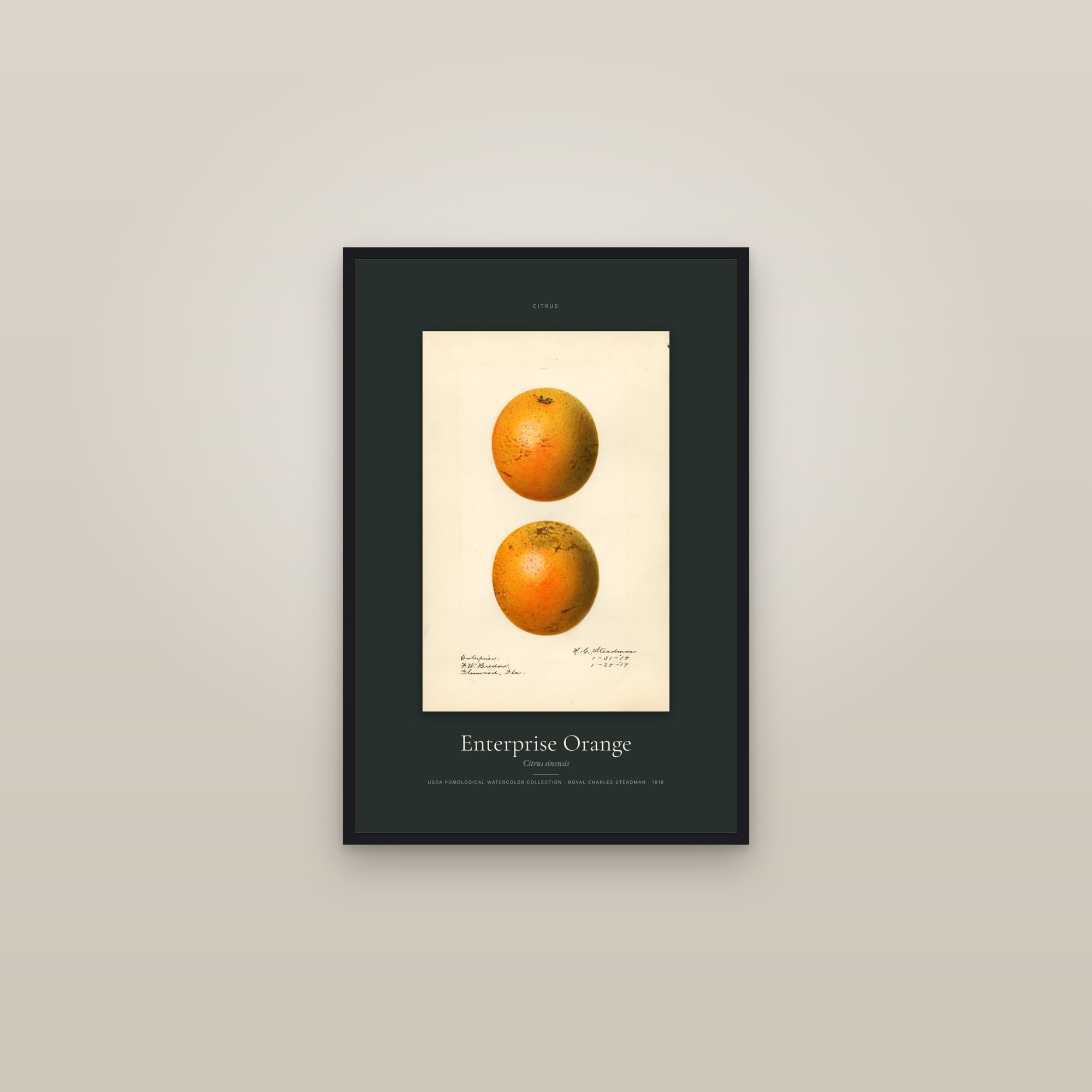 Enterprise Orange — Specimen — framed in a gallery setting