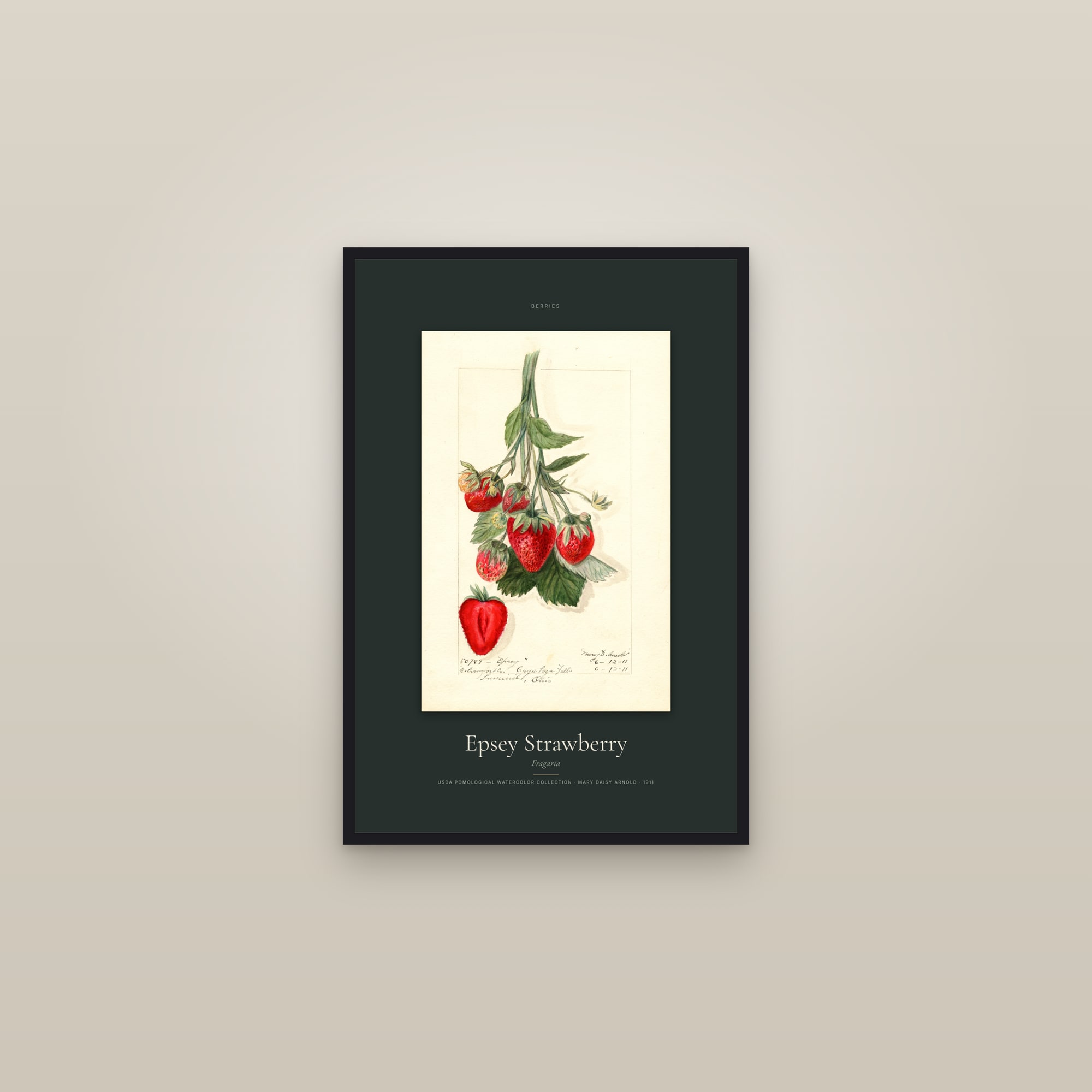 Epsey Strawberry — Specimen — framed in a gallery setting