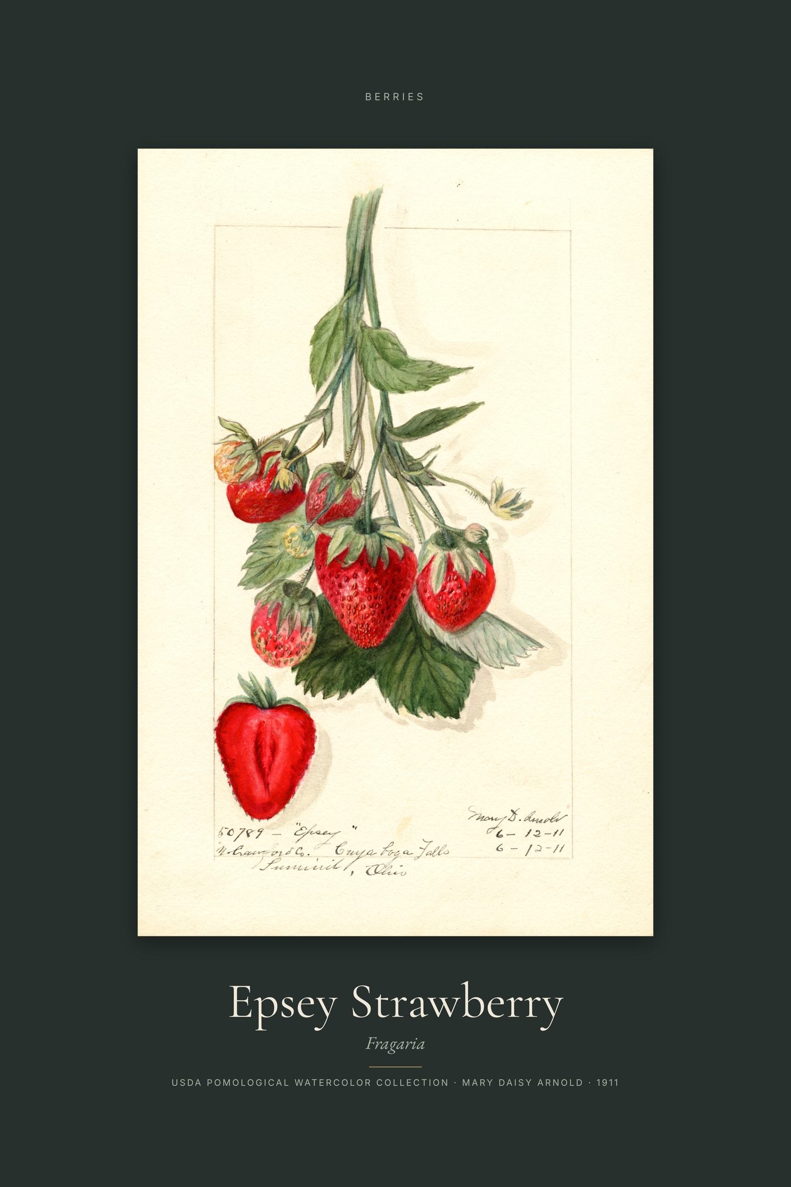 Epsey Strawberry — Specimen
