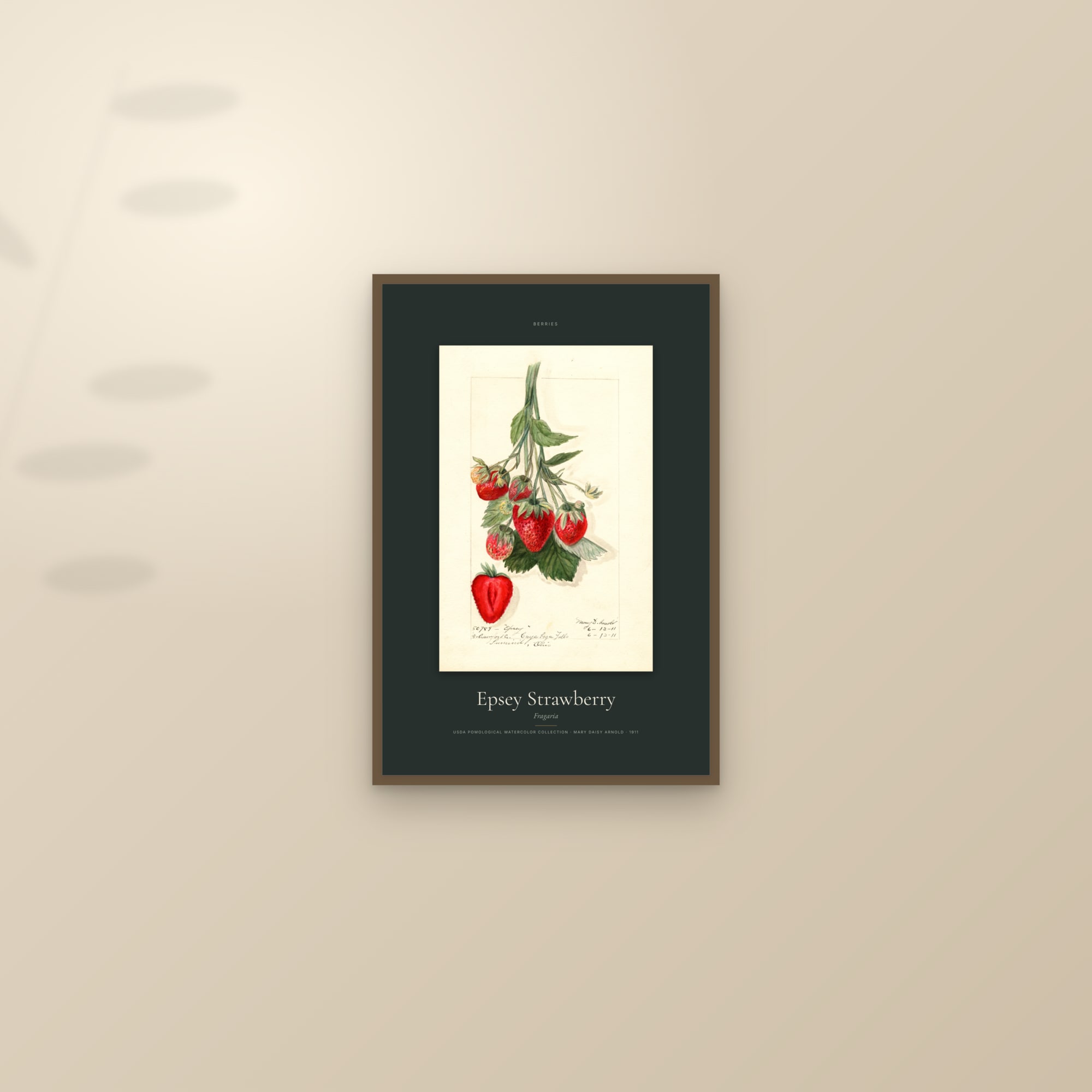 Epsey Strawberry — Specimen — framed and styled on a sunlit wall