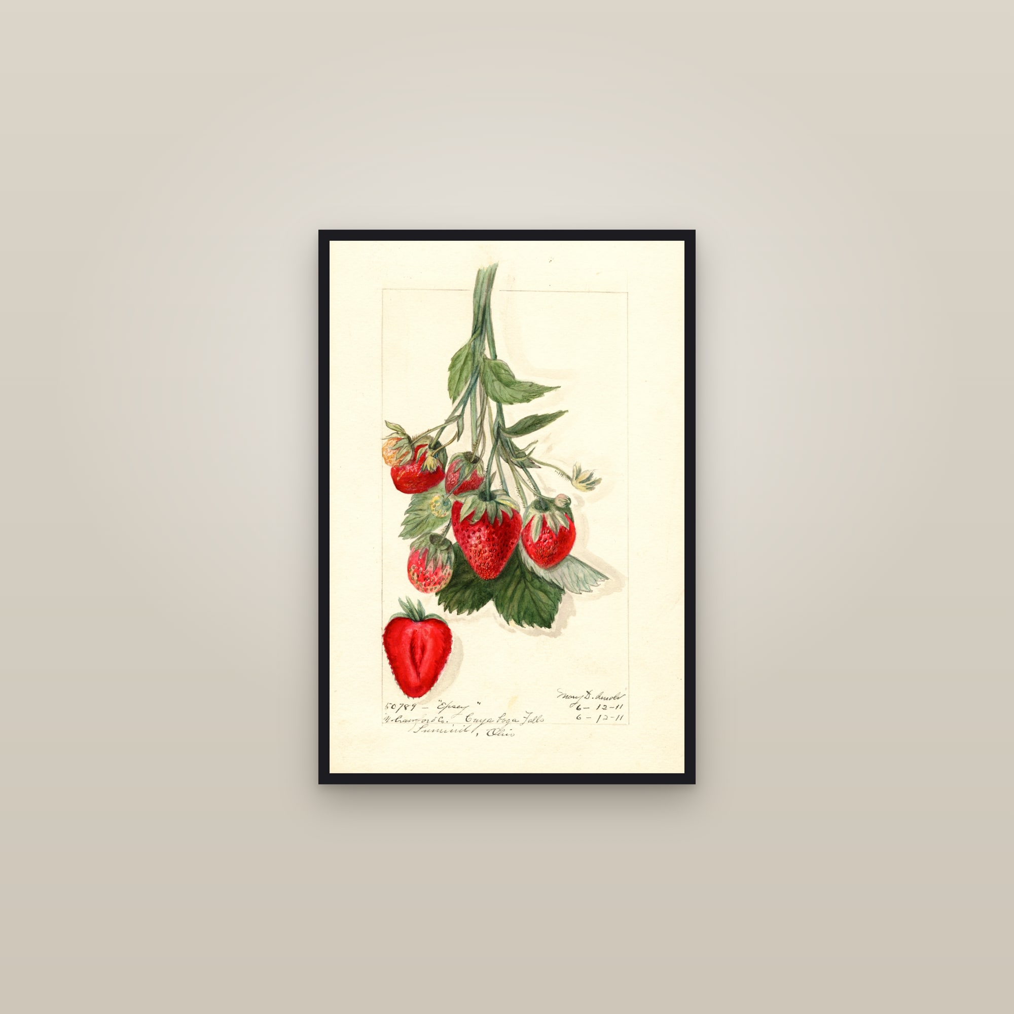 Epsey Strawberry — framed in a gallery setting