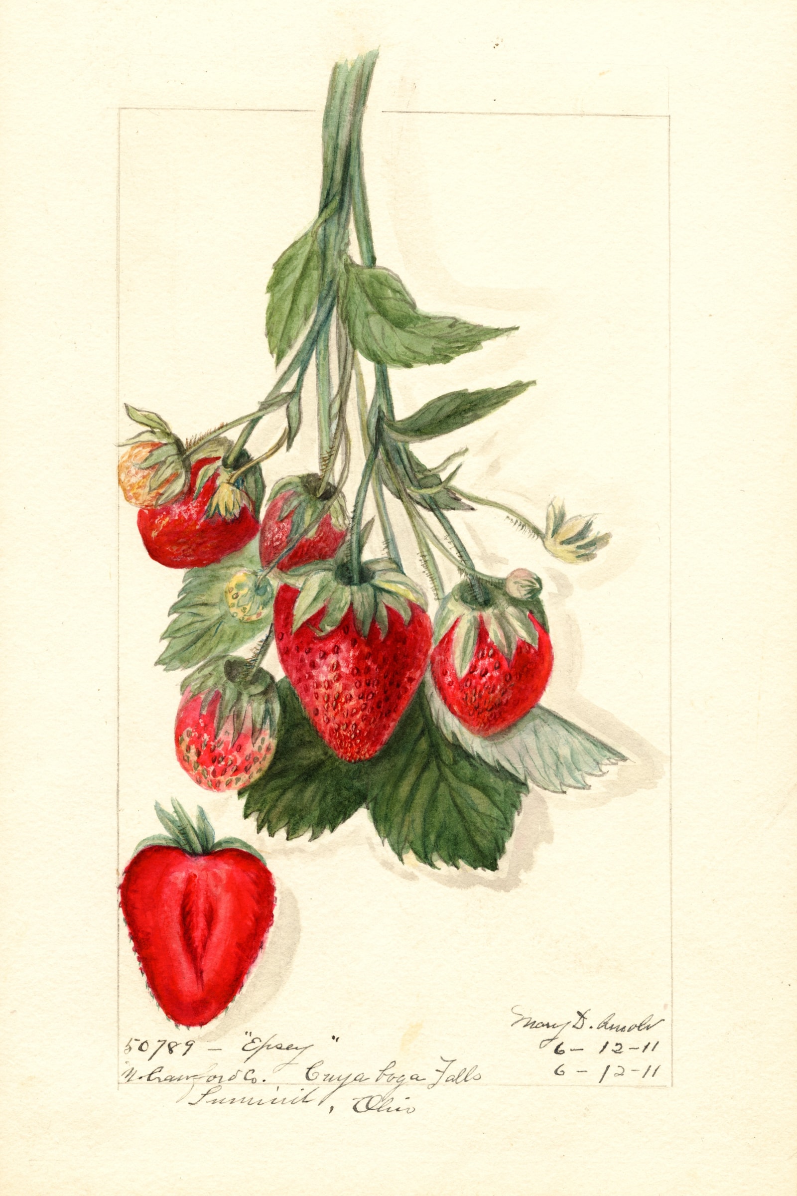 Epsey Strawberry
