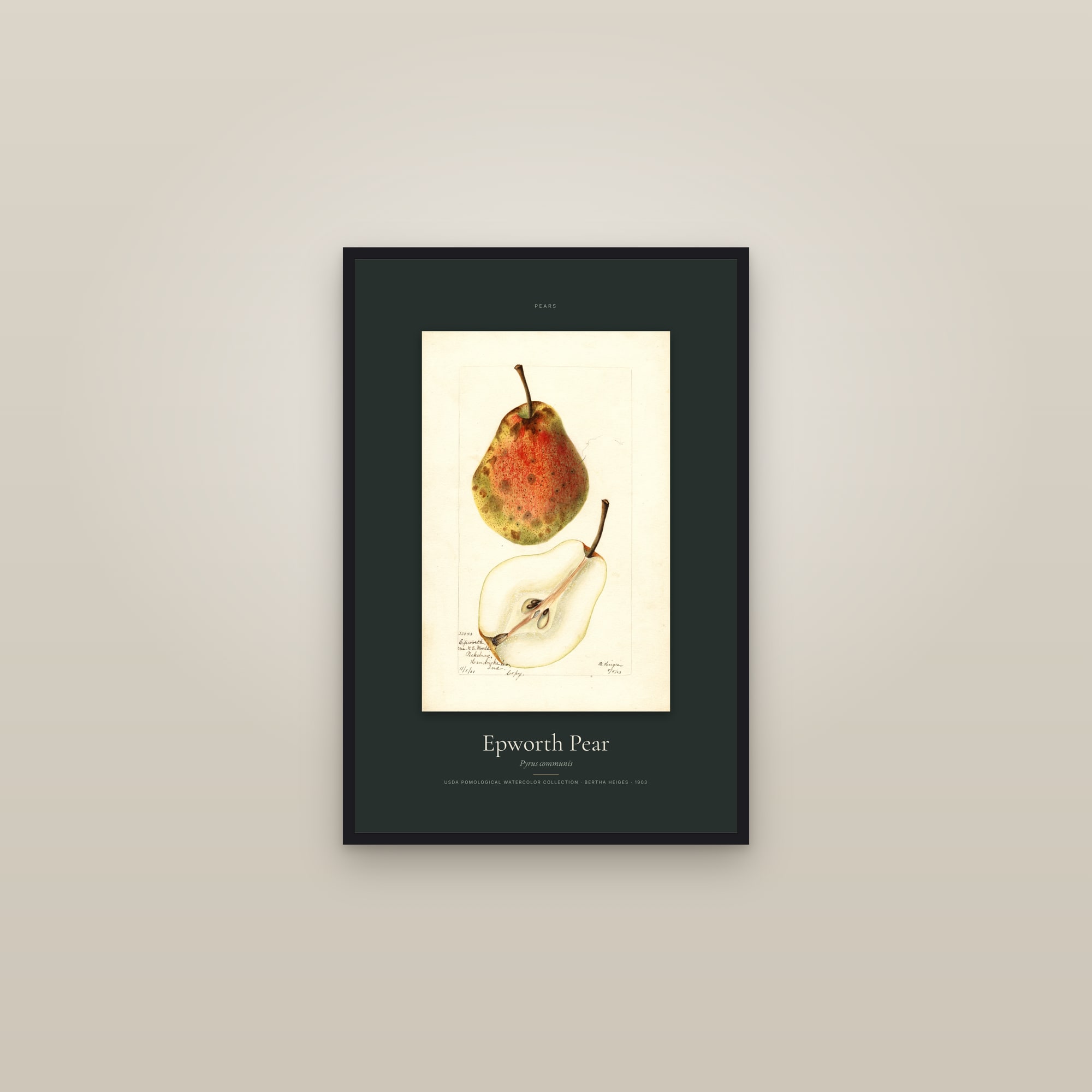 Epworth Pear — Specimen — framed in a gallery setting