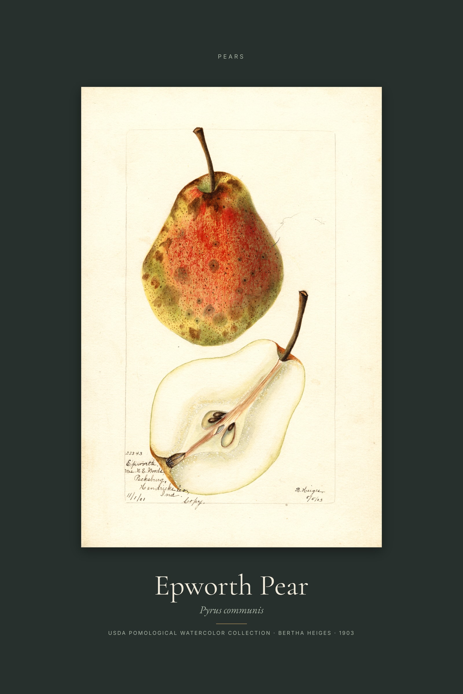 Epworth Pear — Specimen