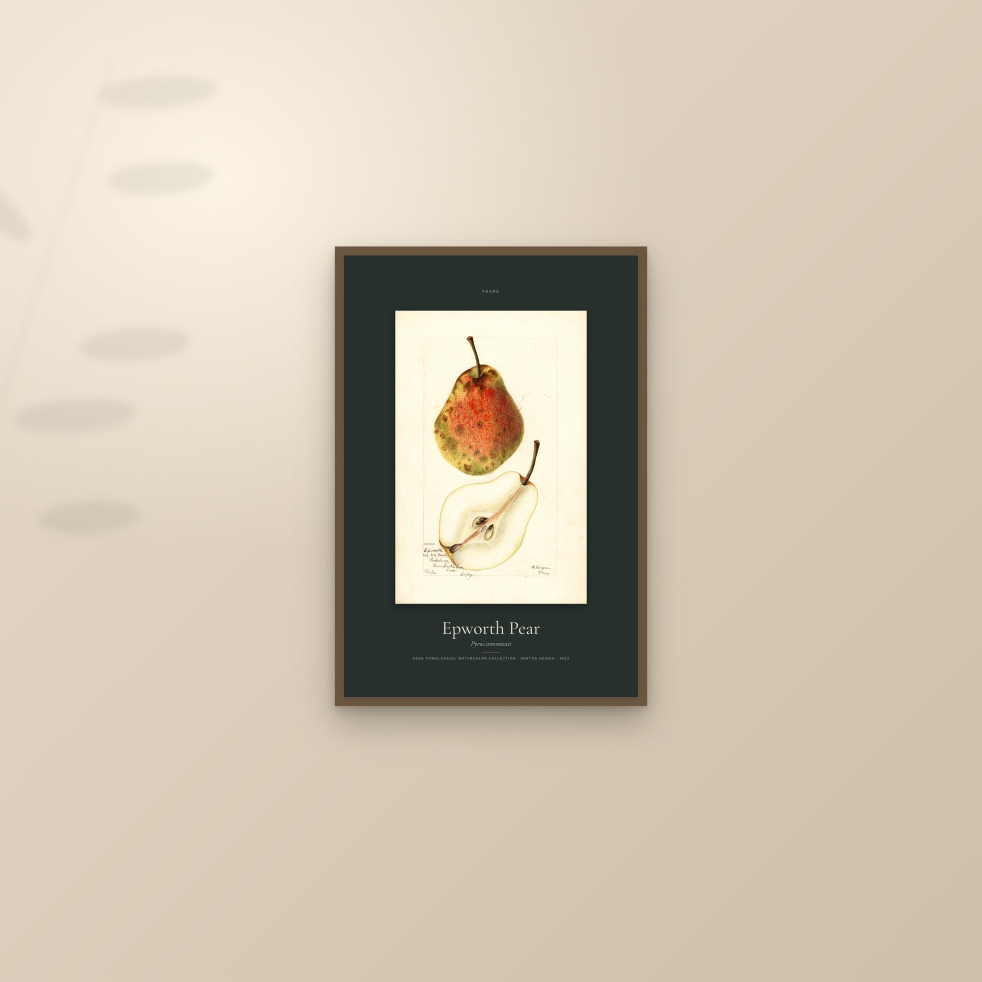 Epworth Pear — Specimen — framed and styled on a sunlit wall