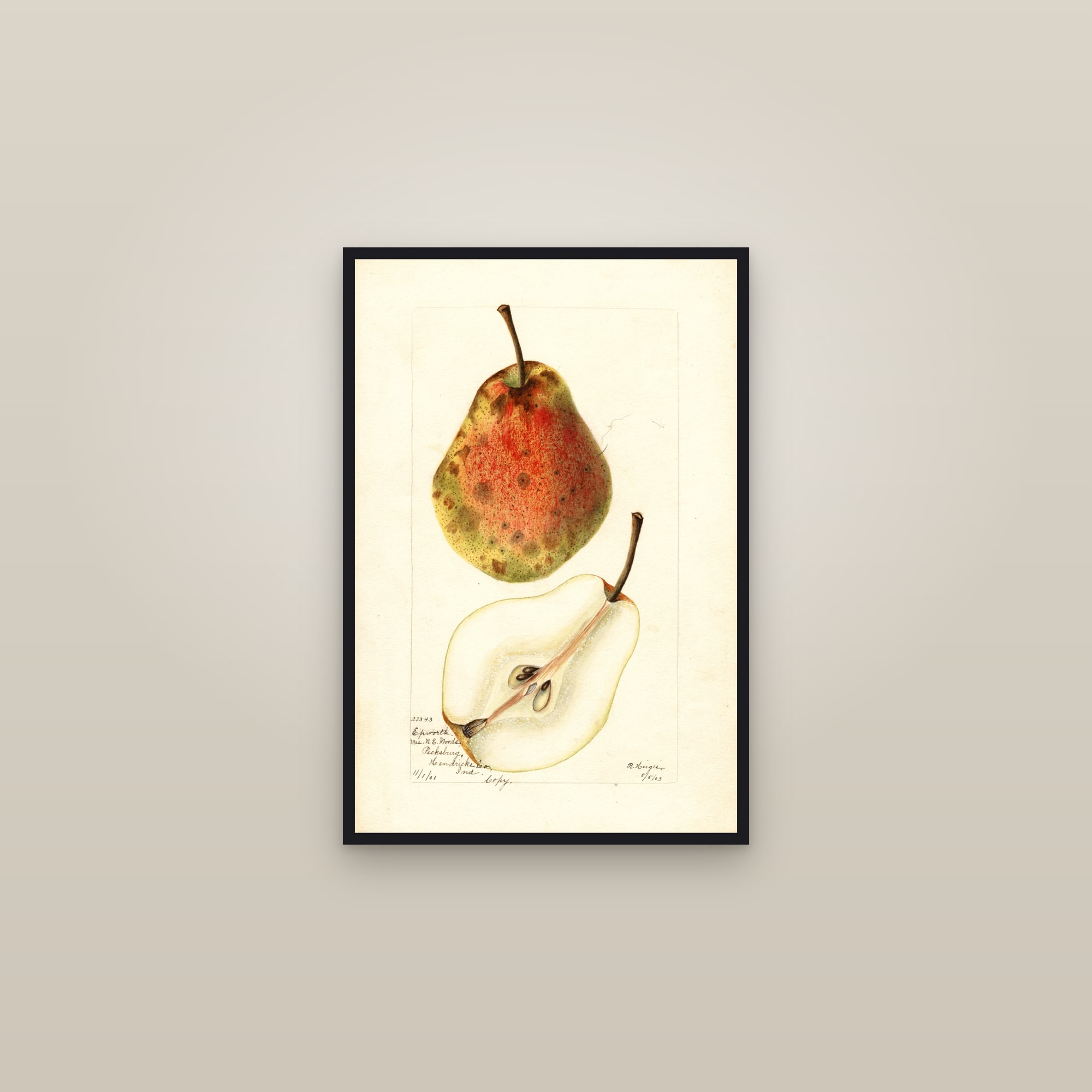 Epworth Pear — framed in a gallery setting
