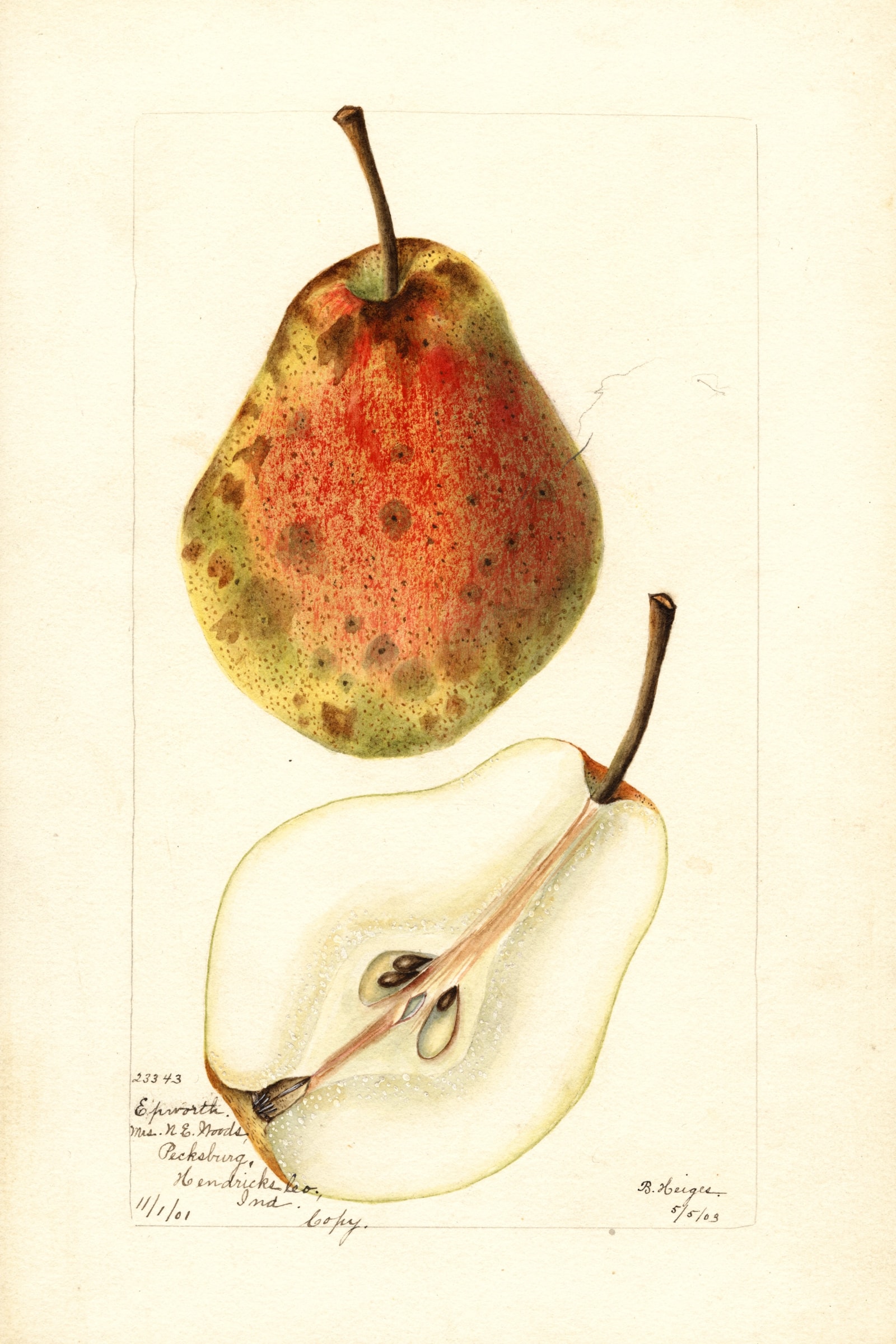 Epworth Pear