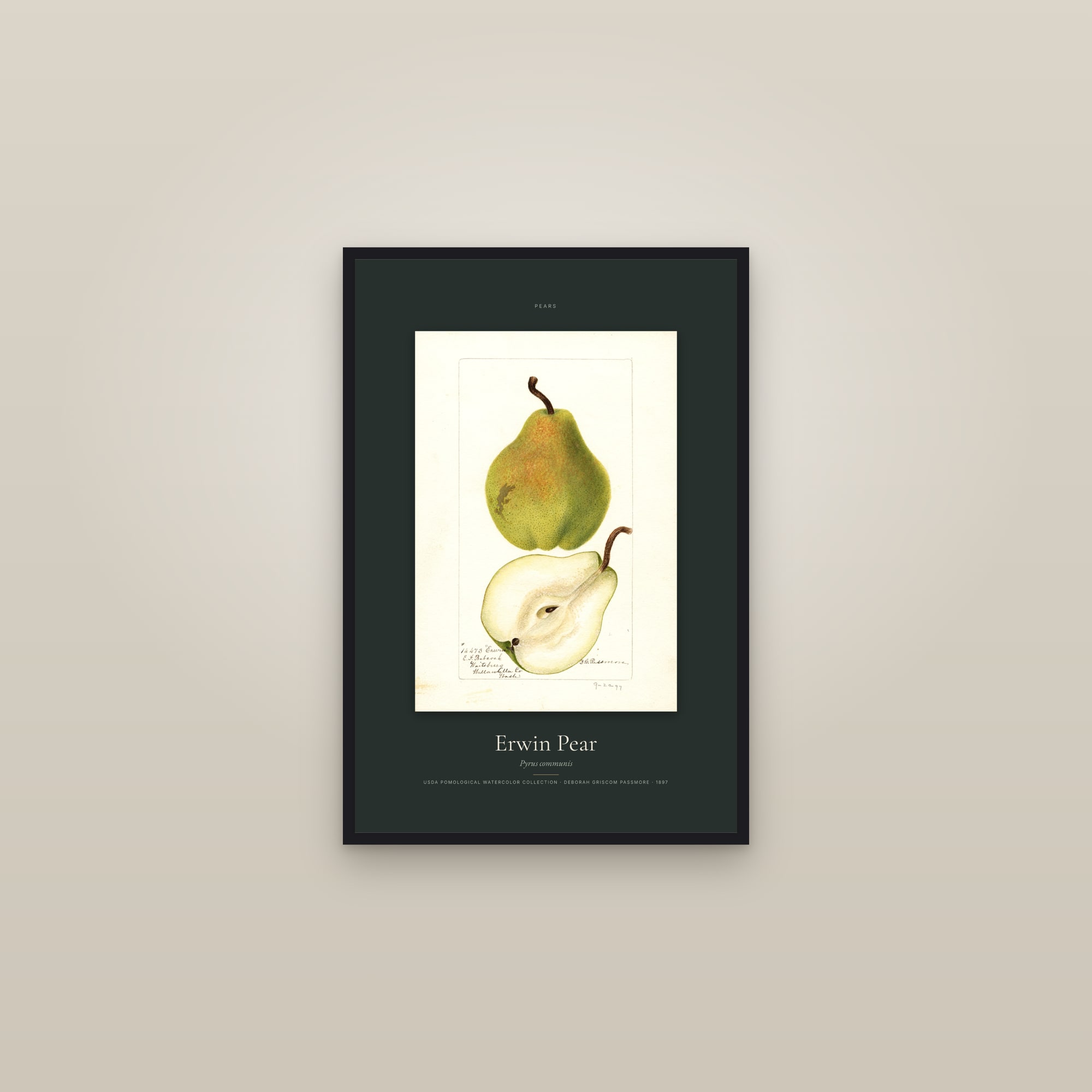 Erwin Pear — Specimen — framed in a gallery setting