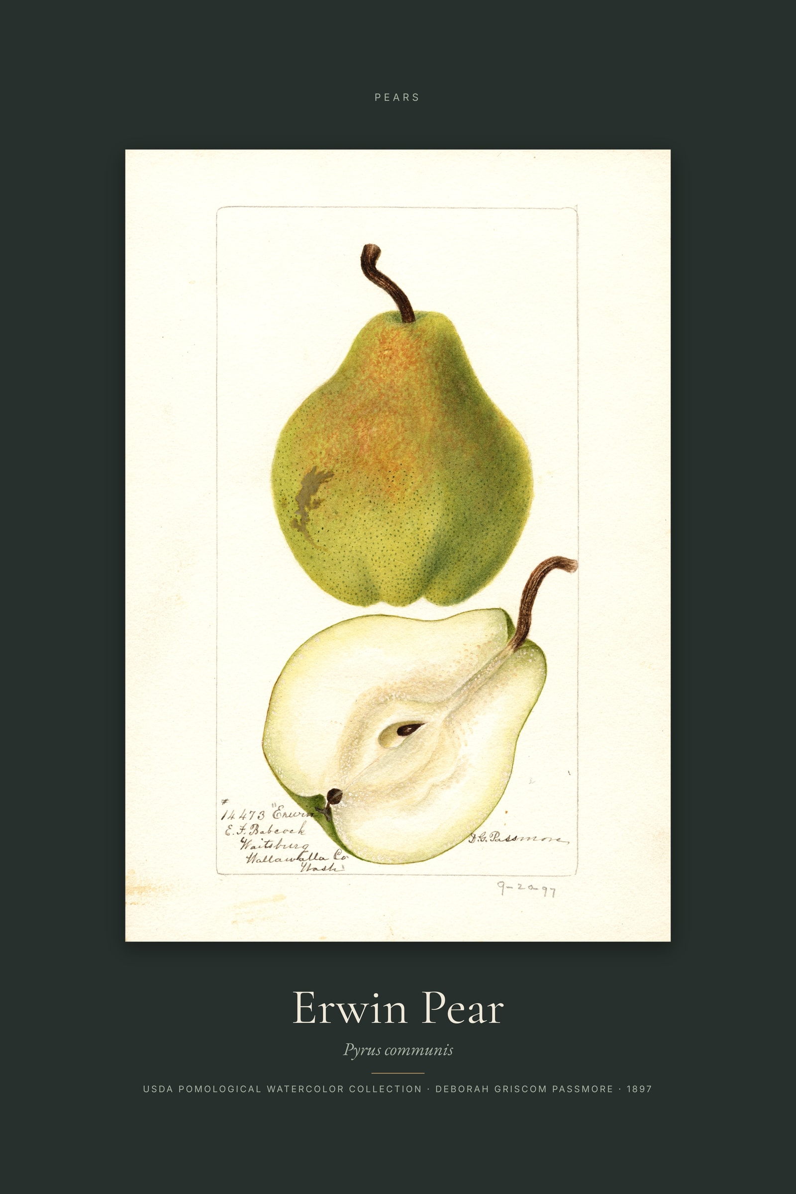 Erwin Pear — Specimen