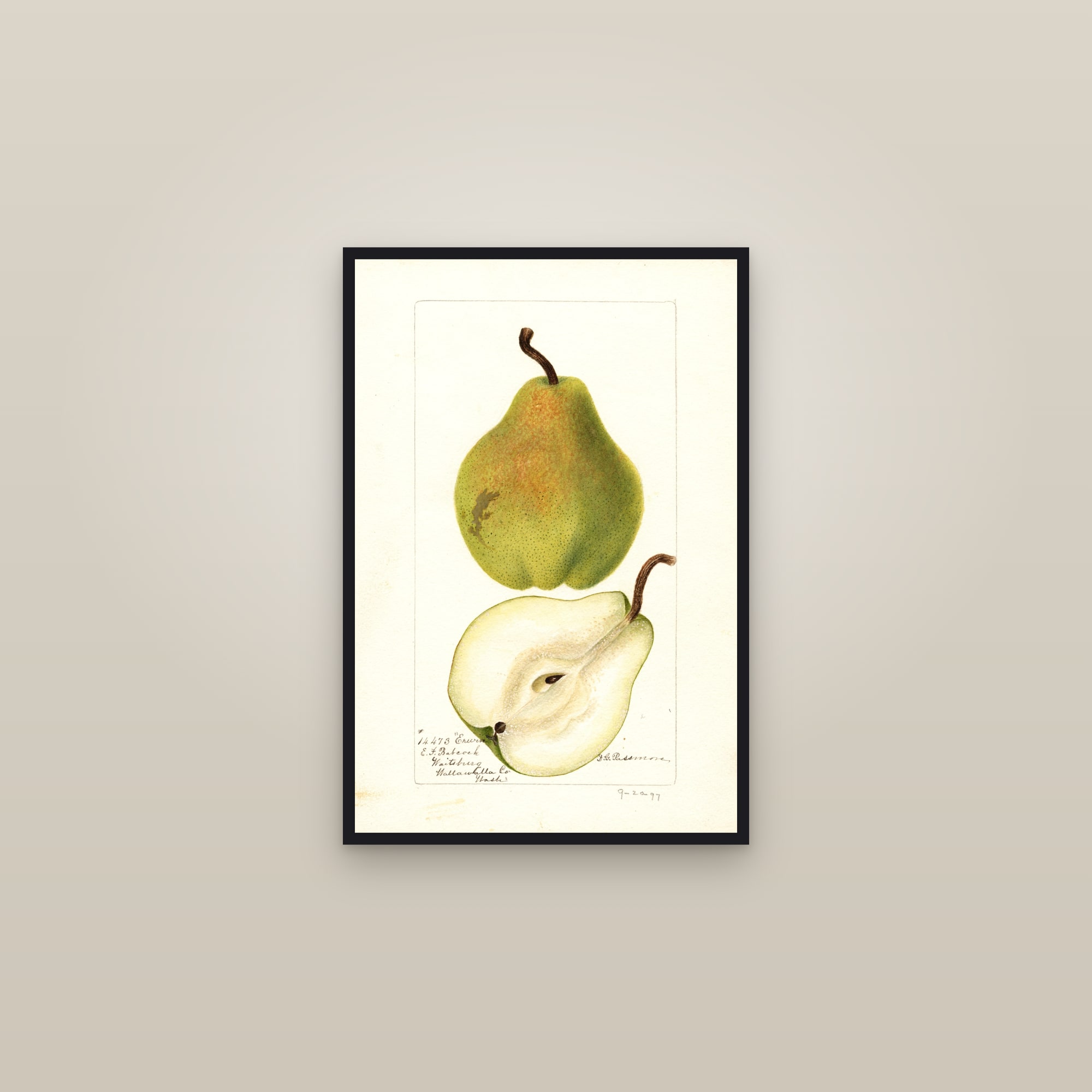 Erwin Pear — framed in a gallery setting
