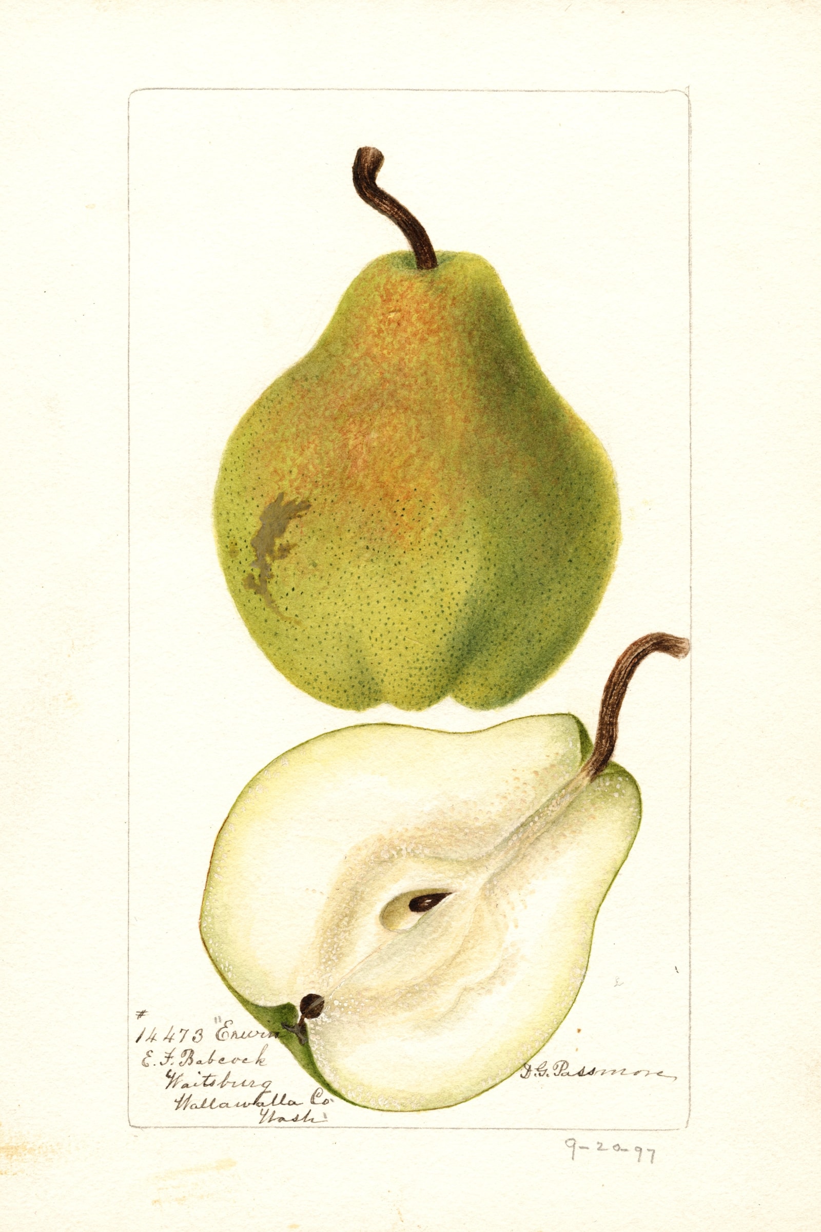 Erwin Pear