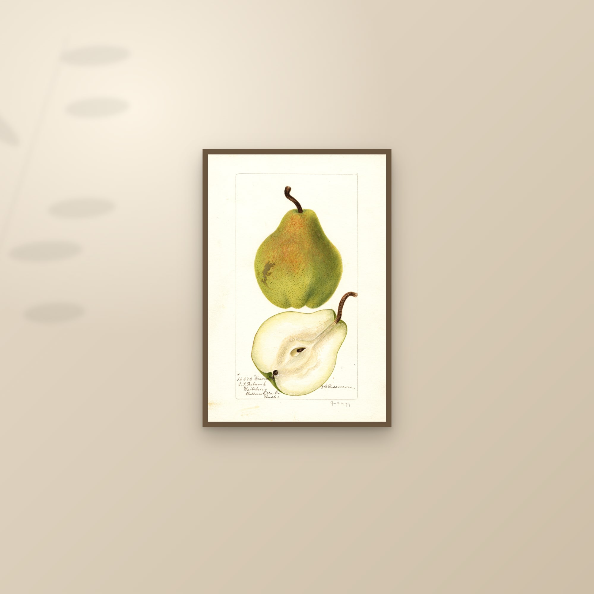 Erwin Pear — framed and styled on a sunlit wall