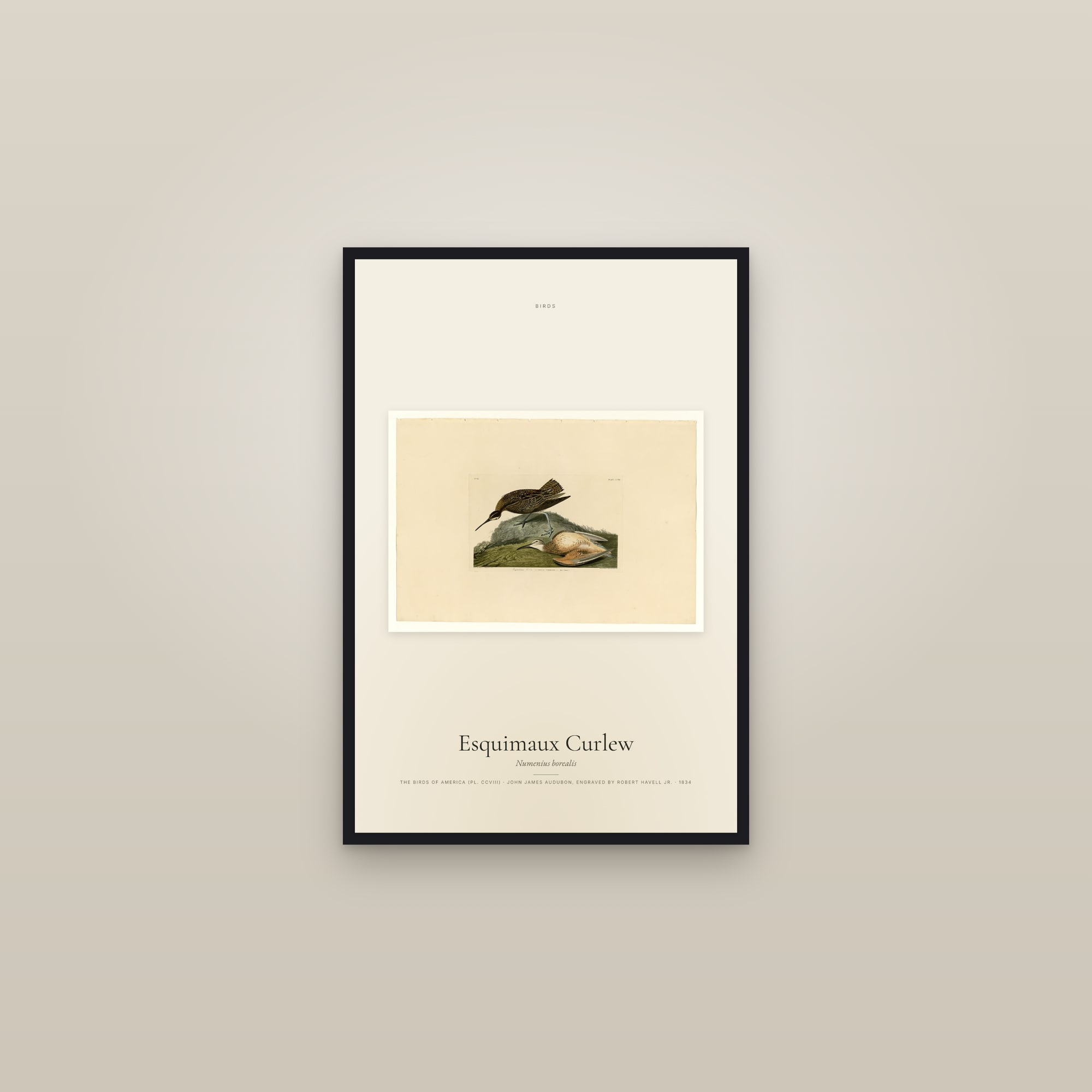 Esquimaux Curlew — framed in a gallery setting