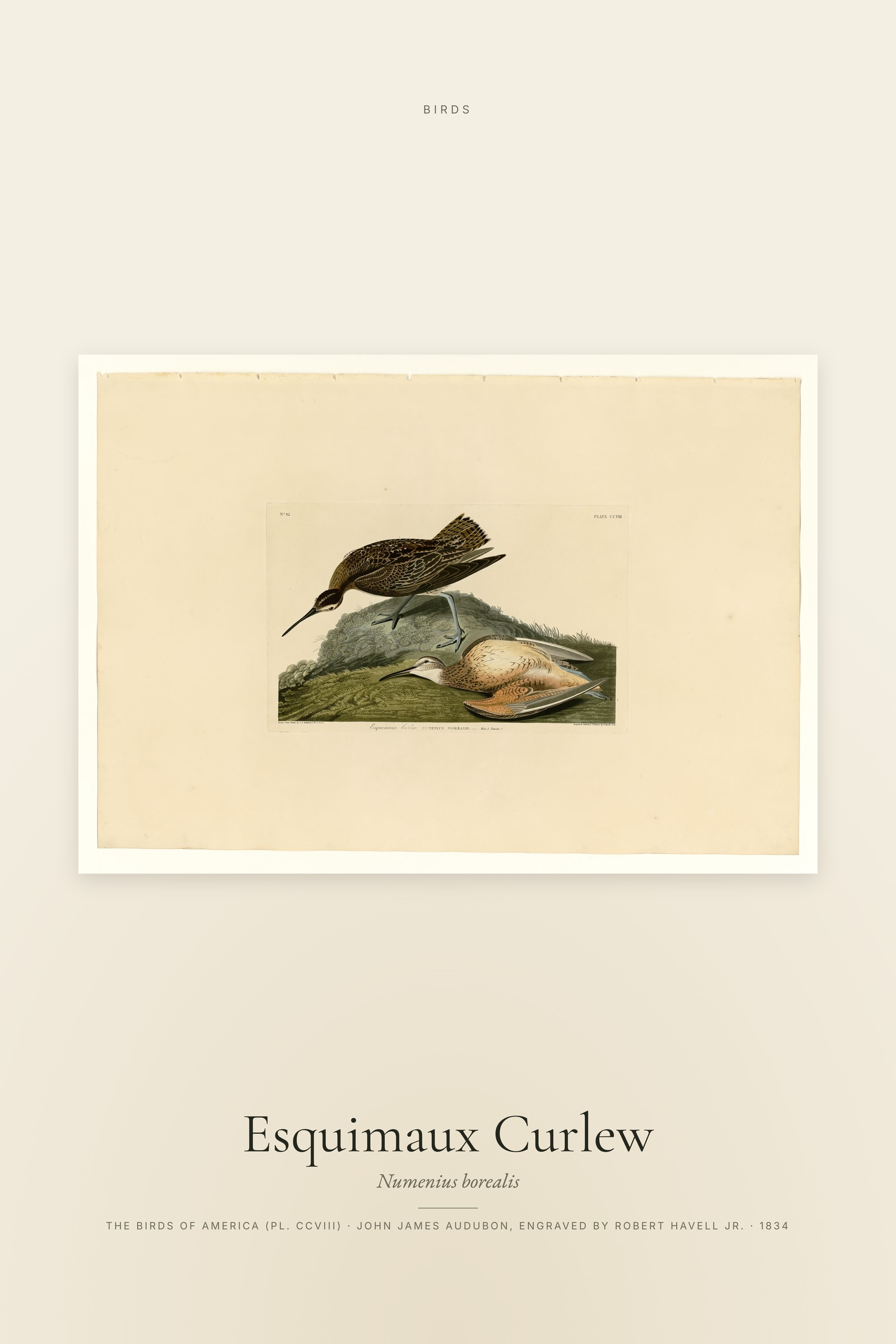 Esquimaux Curlew
