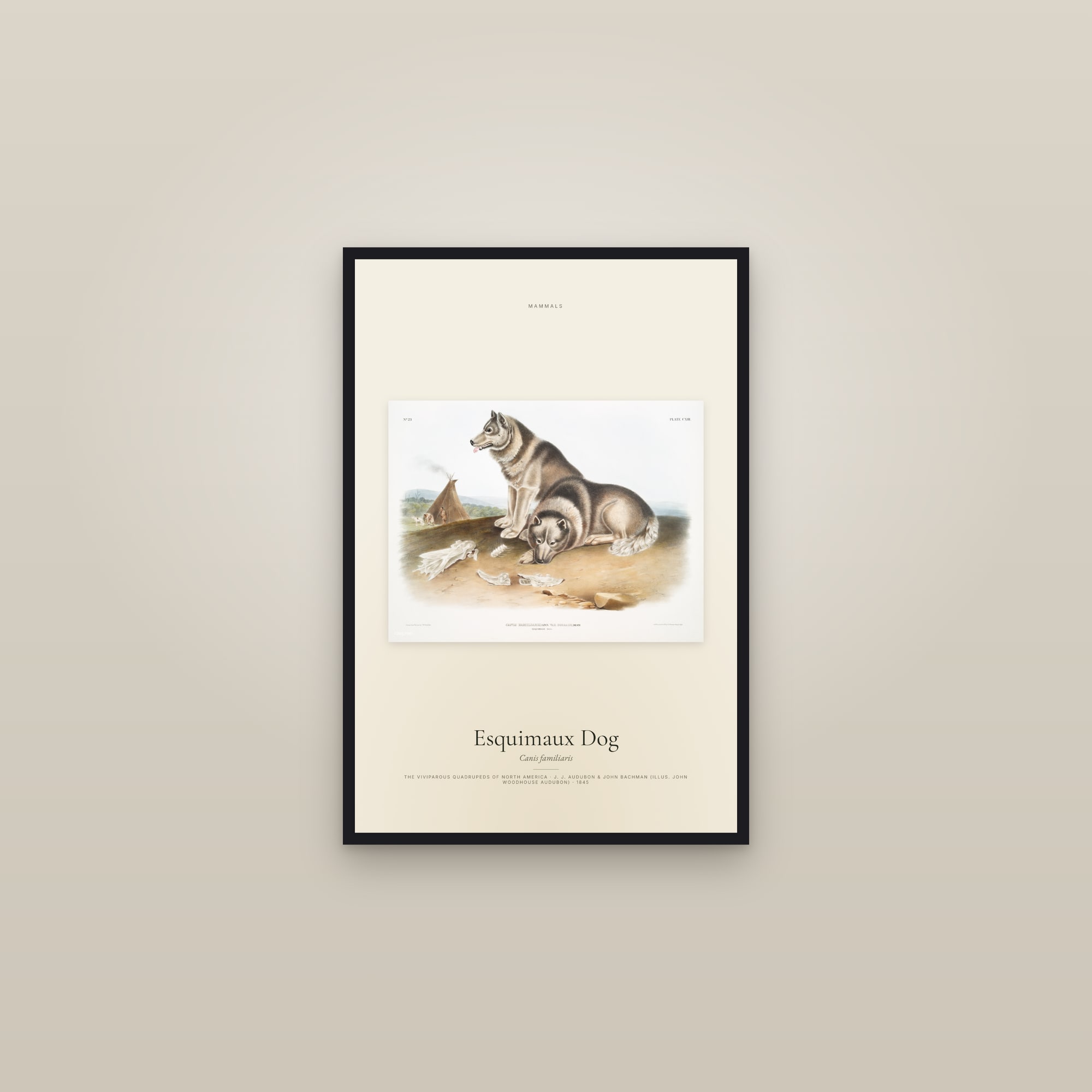 Esquimaux Dog — framed in a gallery setting