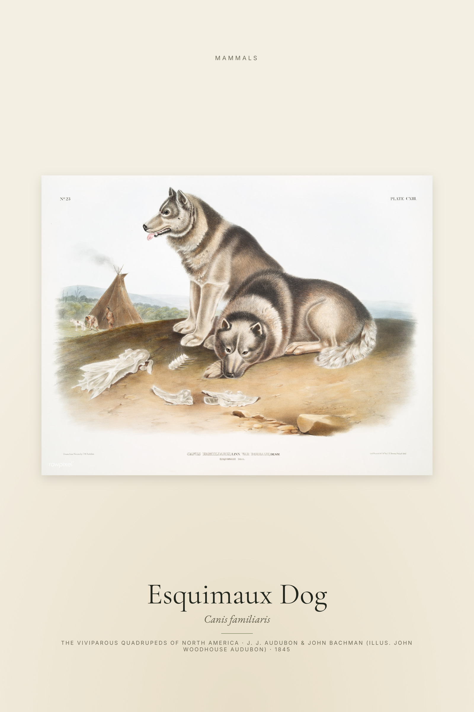 Esquimaux Dog