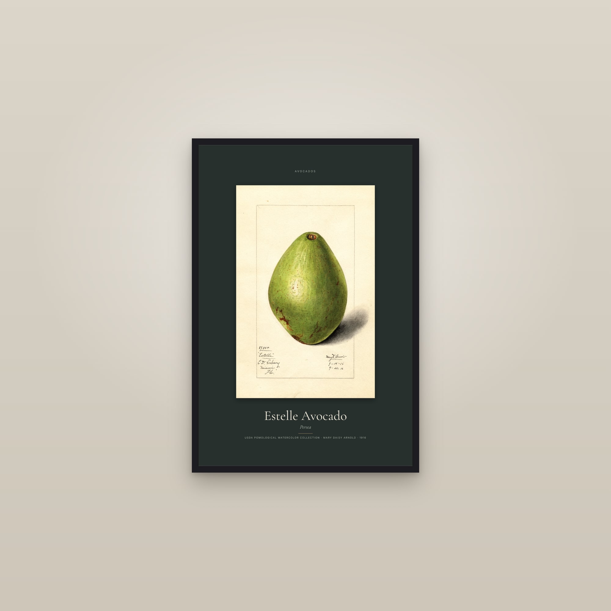 Estelle Avocado — Specimen — framed in a gallery setting